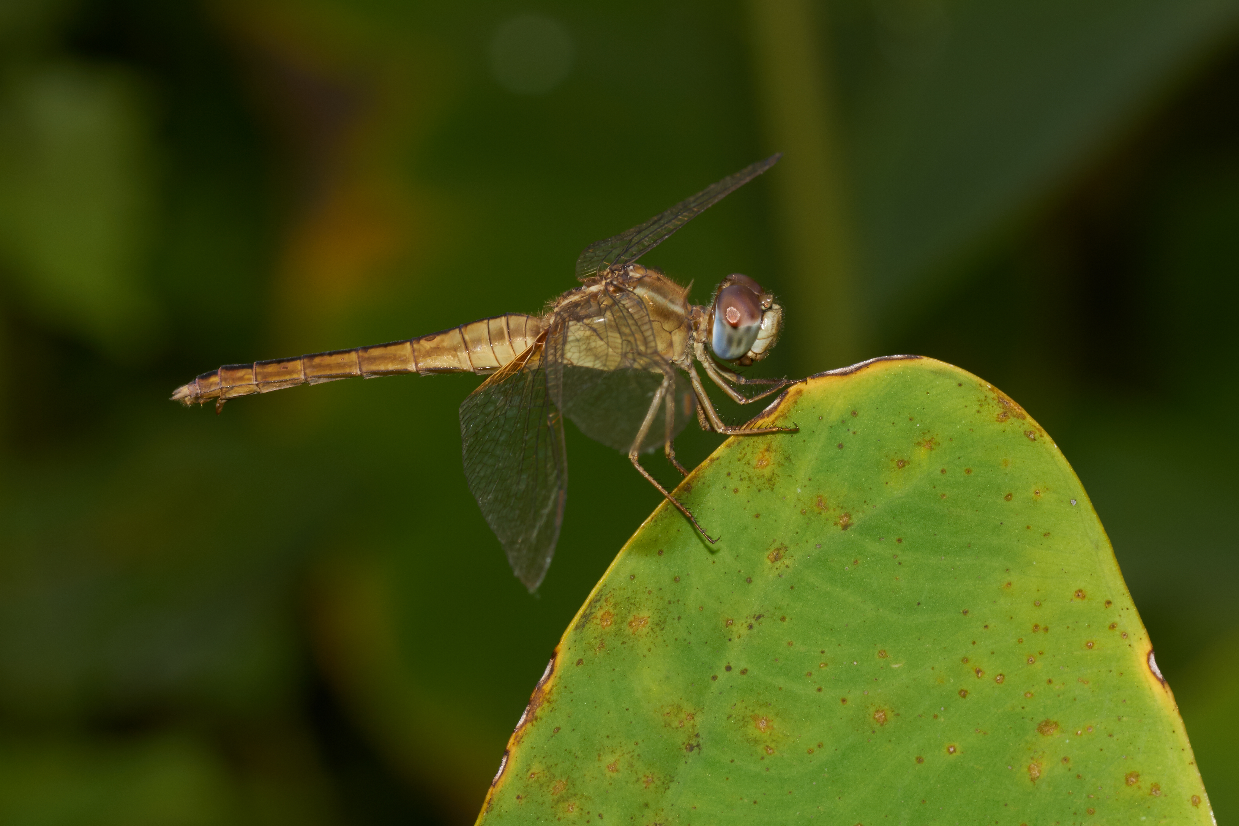 Crocothemis servilia-Kadavoor-2016-10-15-001