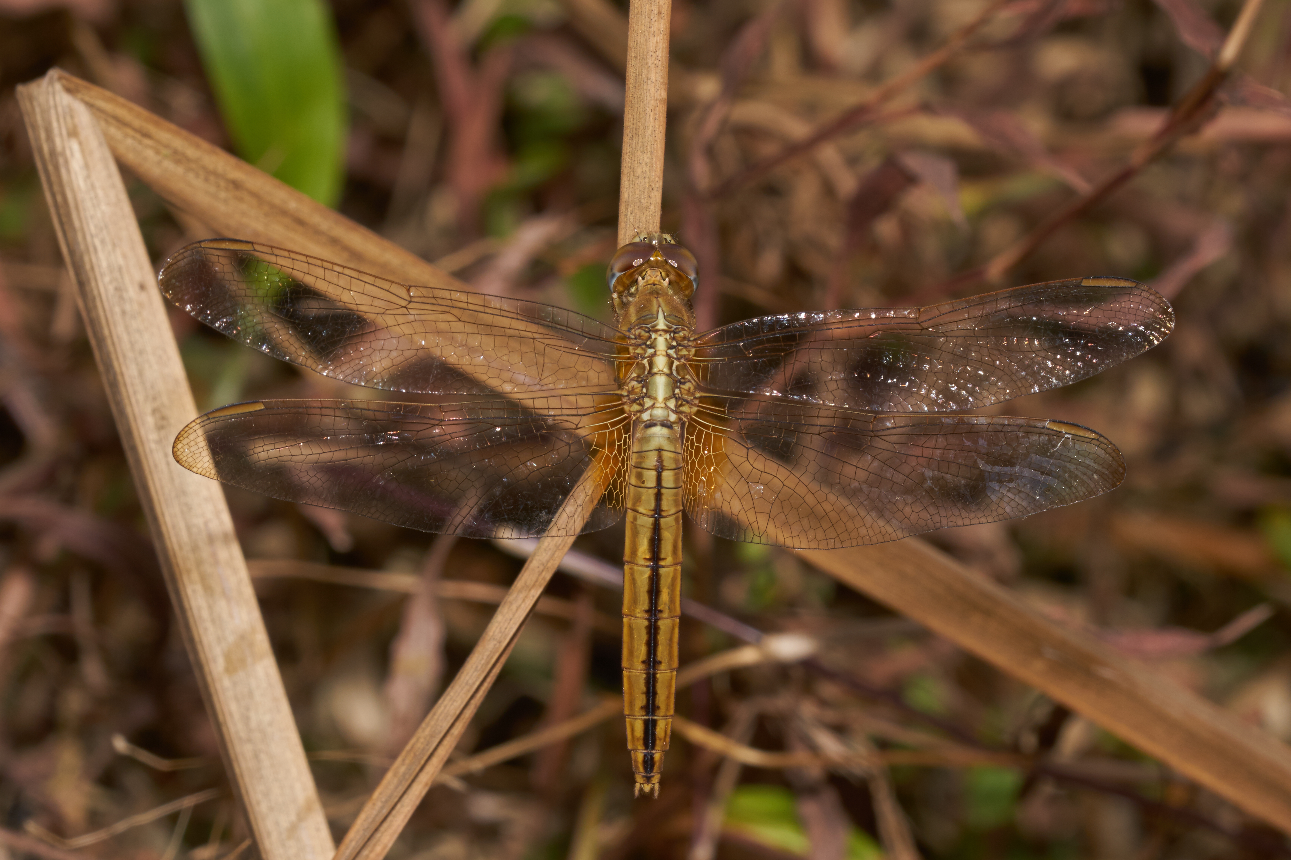 Crocothemis servilia-Kadavoor-2016-10-15-002
