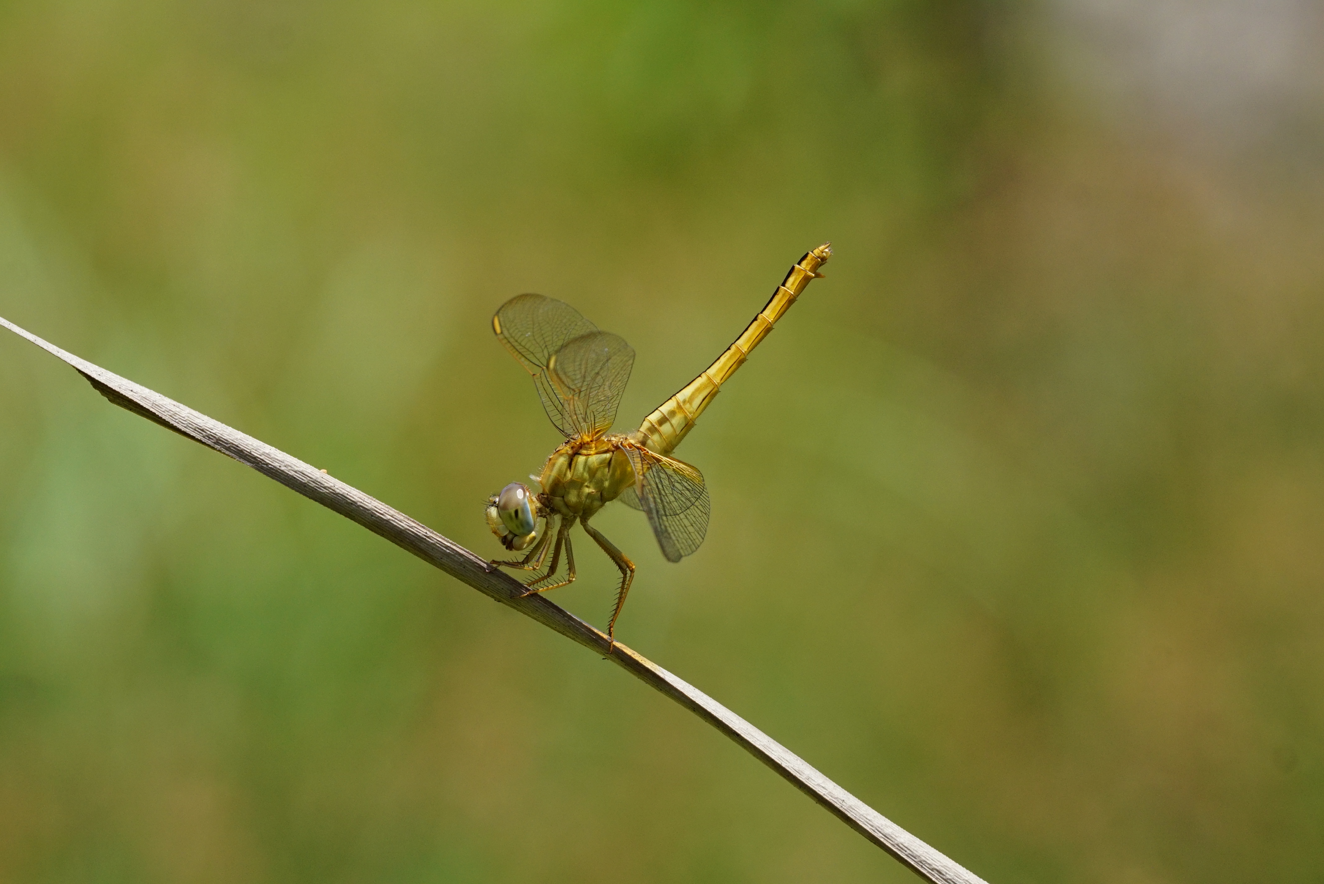 Crocothemis servilia 00207