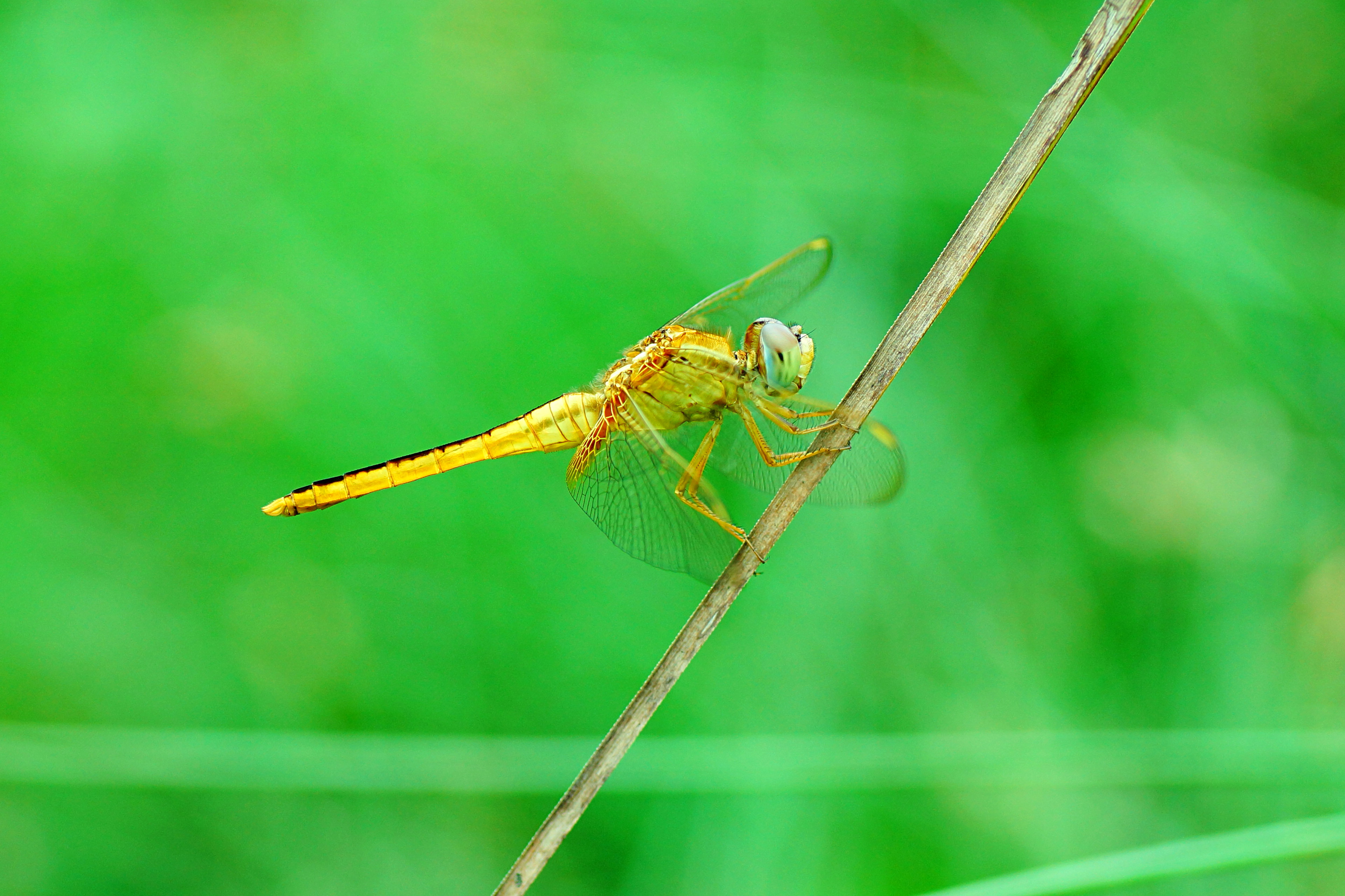 Crocothemis servilia 02903