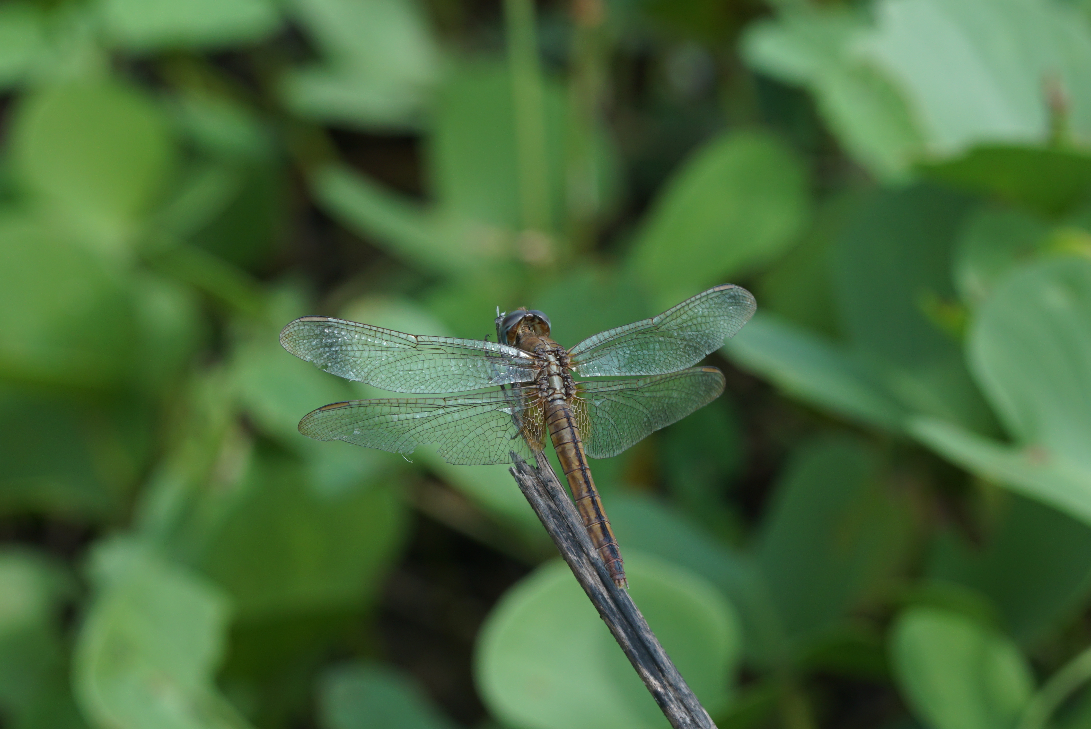 Crocothemis servilia 06018