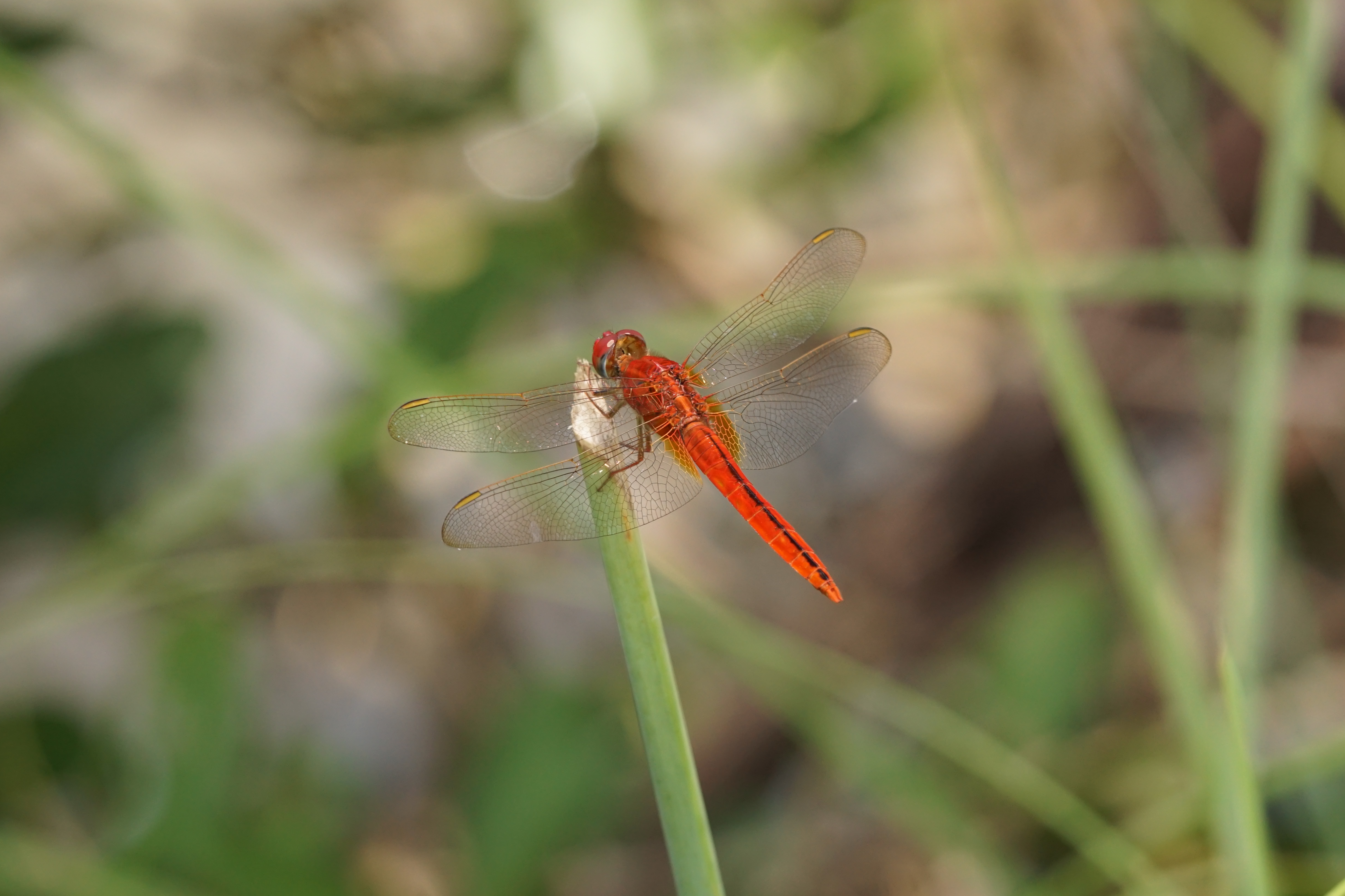 Crocothemis servilia 09065