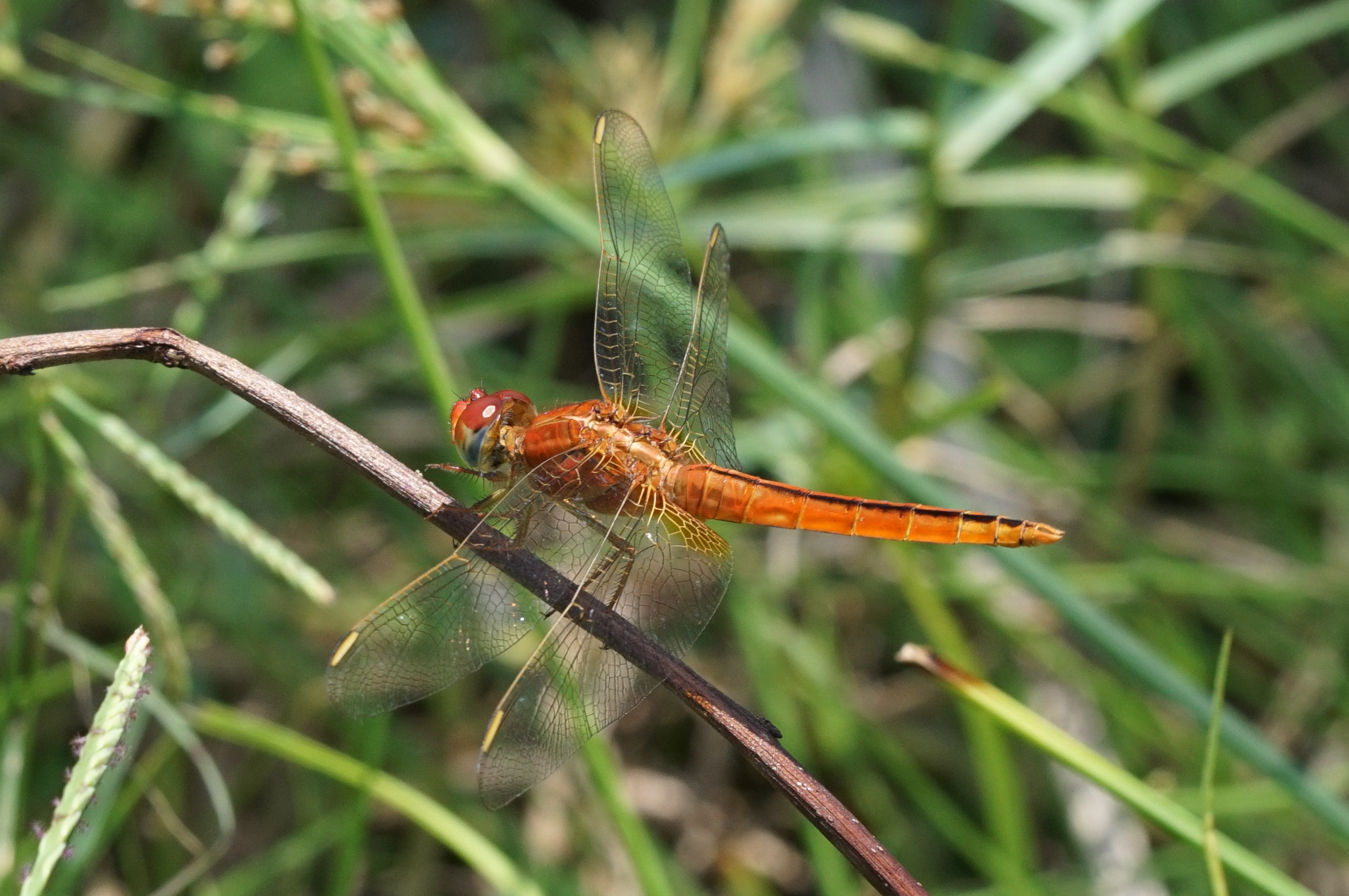 Crocothemis servilia 09884