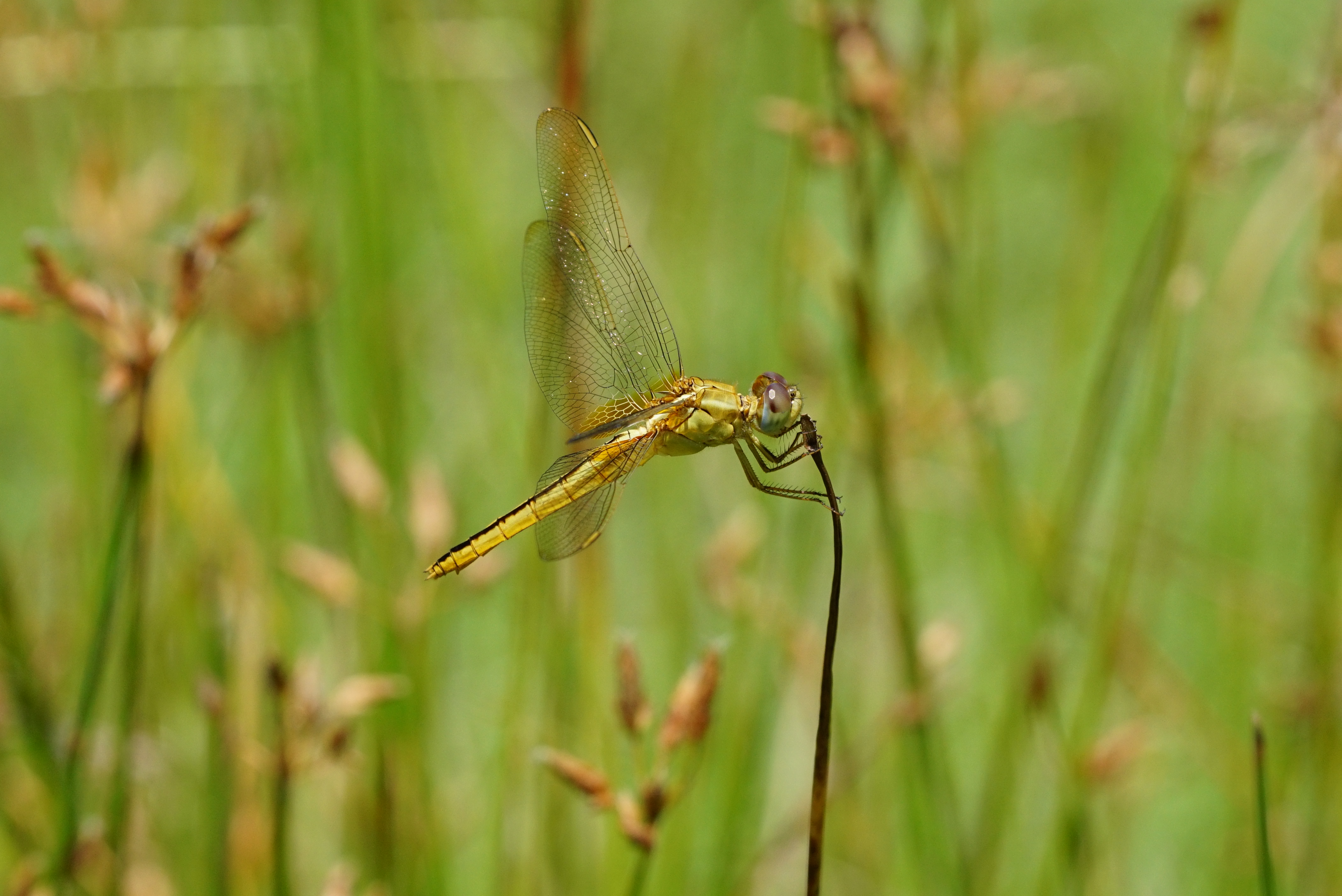 Crocothemis servilia 09924