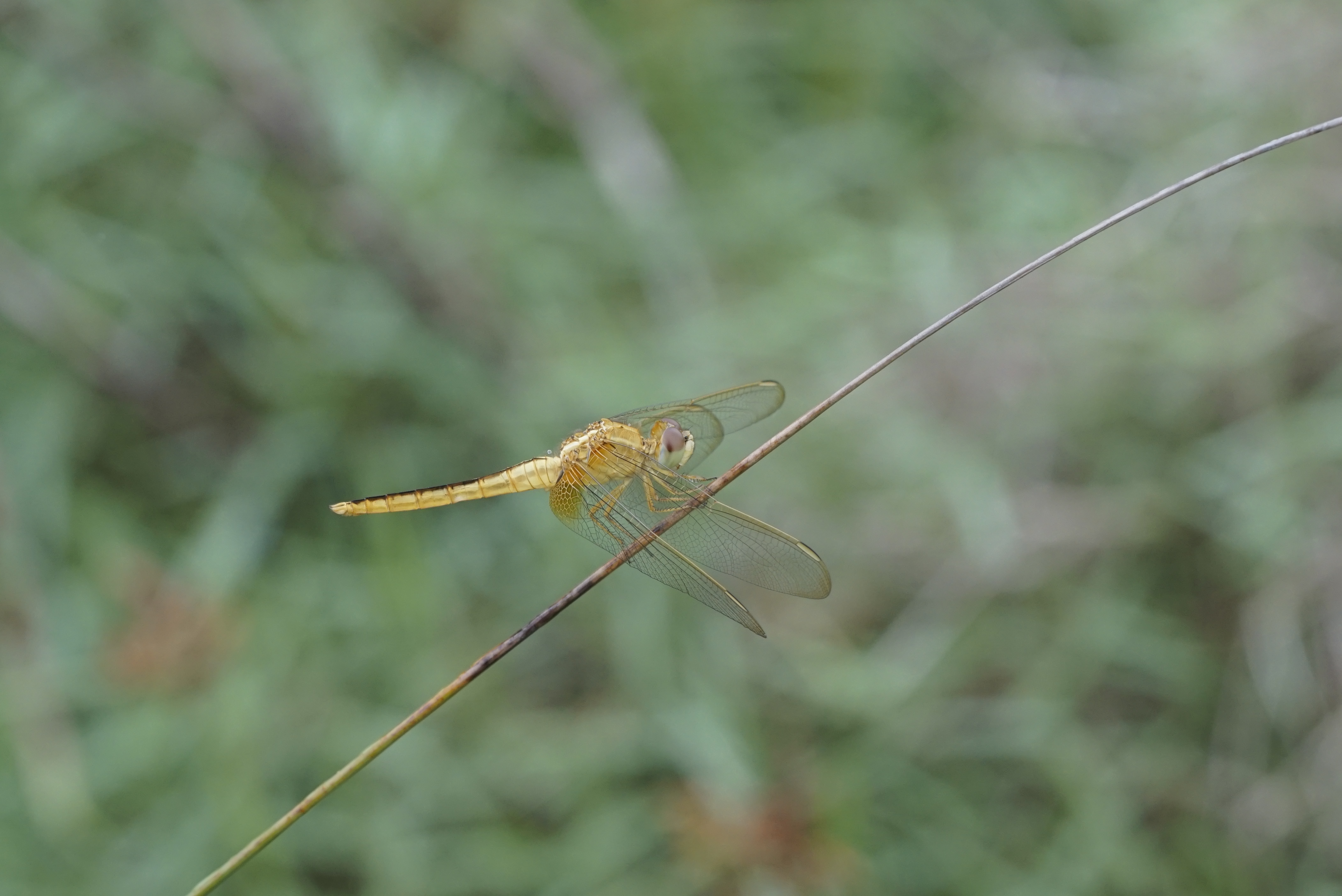 Crocothemis servilia 6693