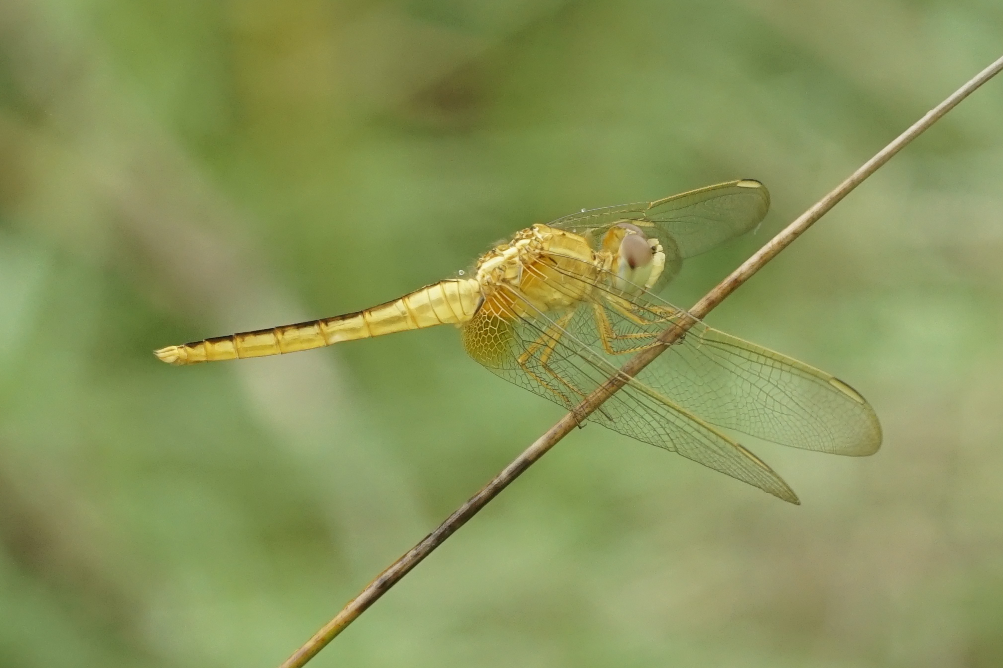 Crocothemis servilia 6700