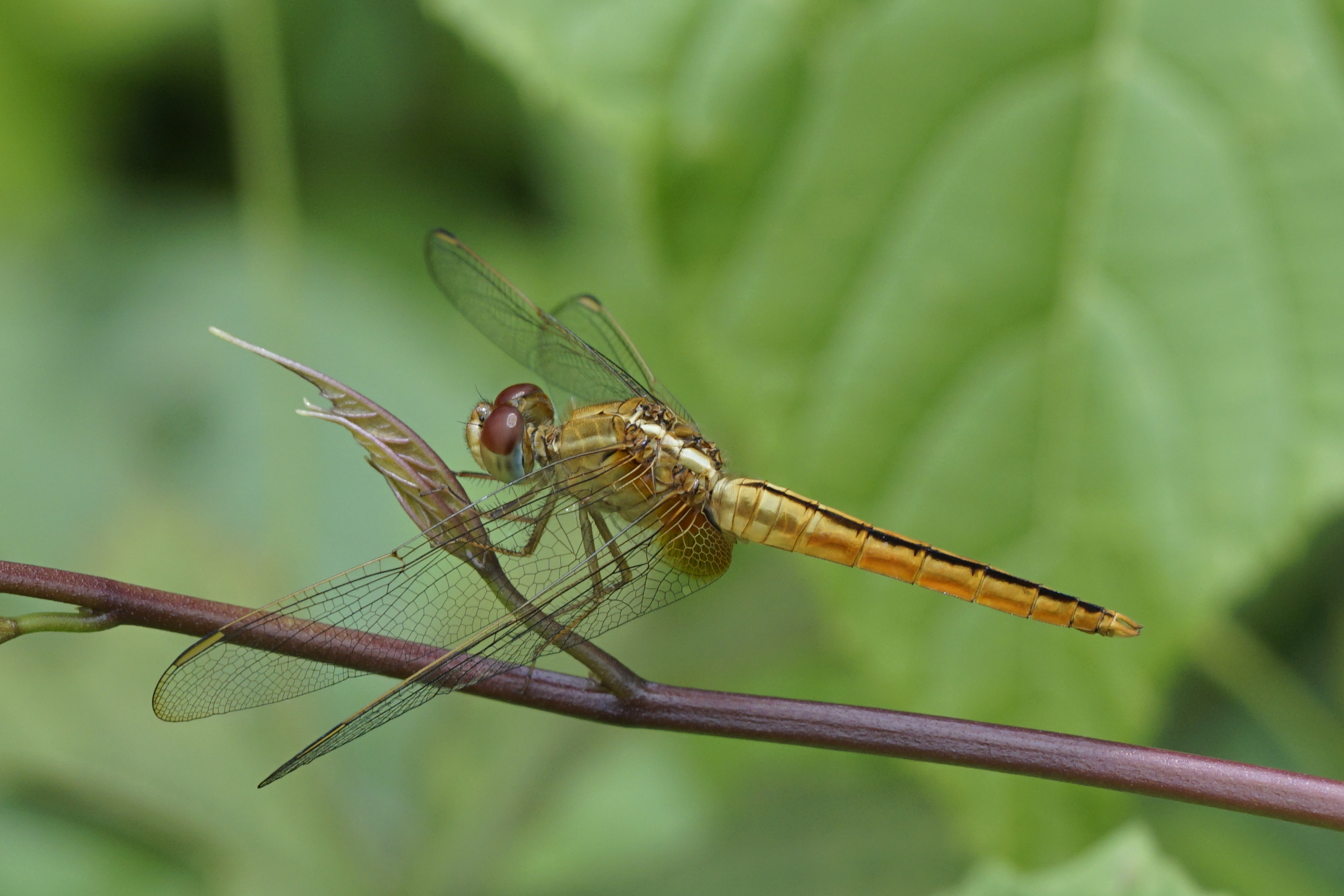 Crocothemis servilia 7425