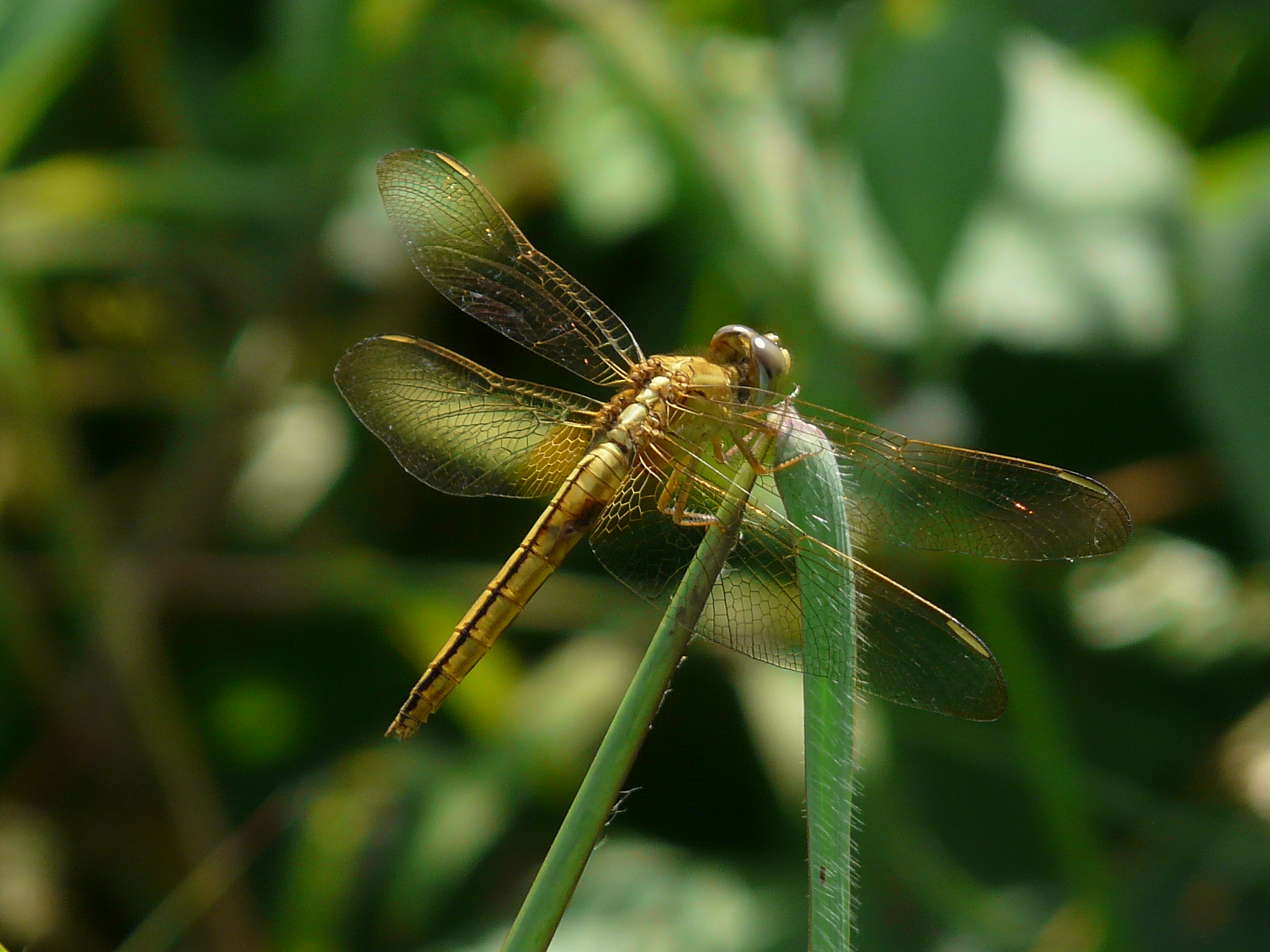 Crocothemis servilia ♀ (2898705658)