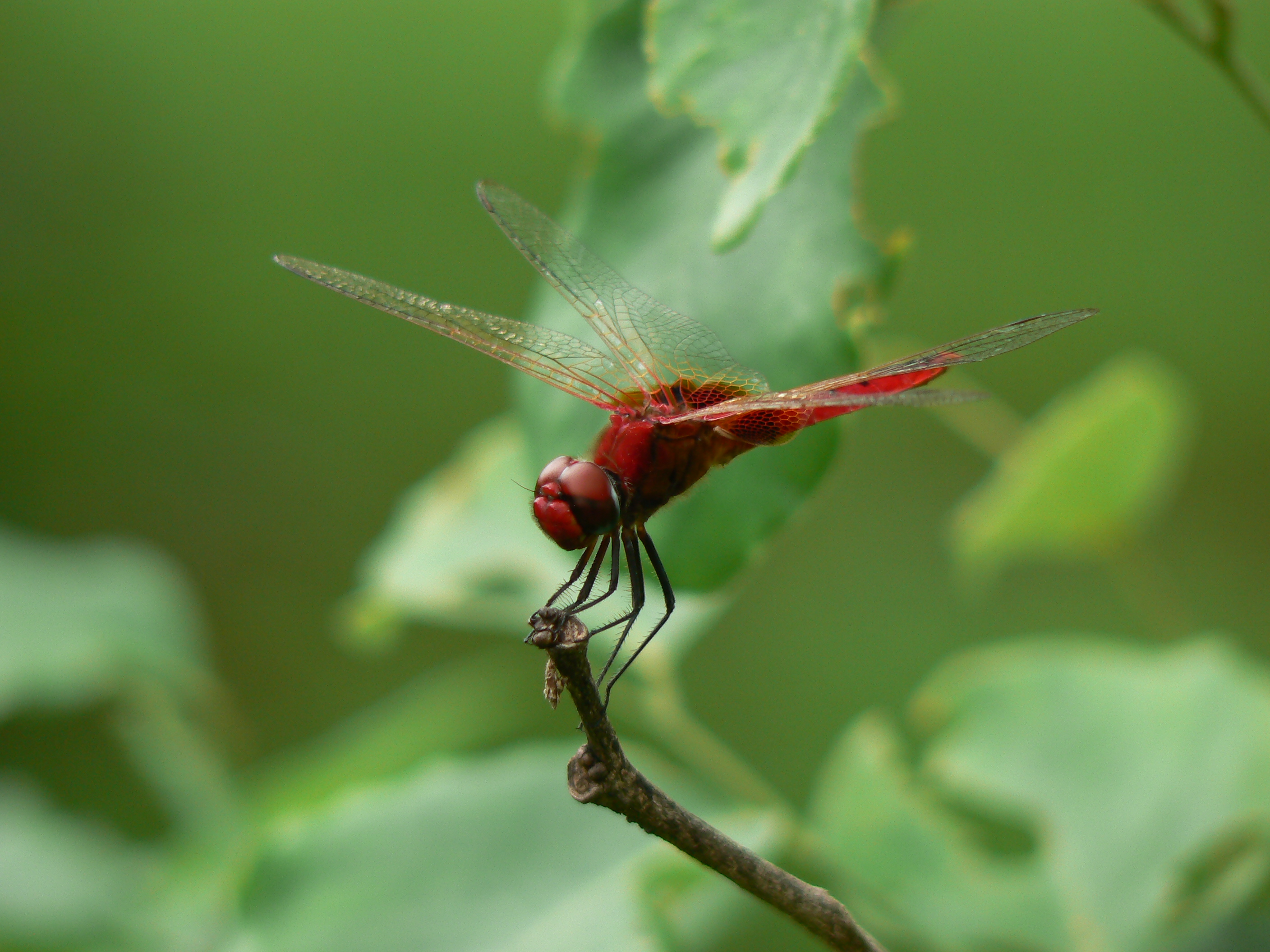 Crocothemis servilia ♂ (817365727)