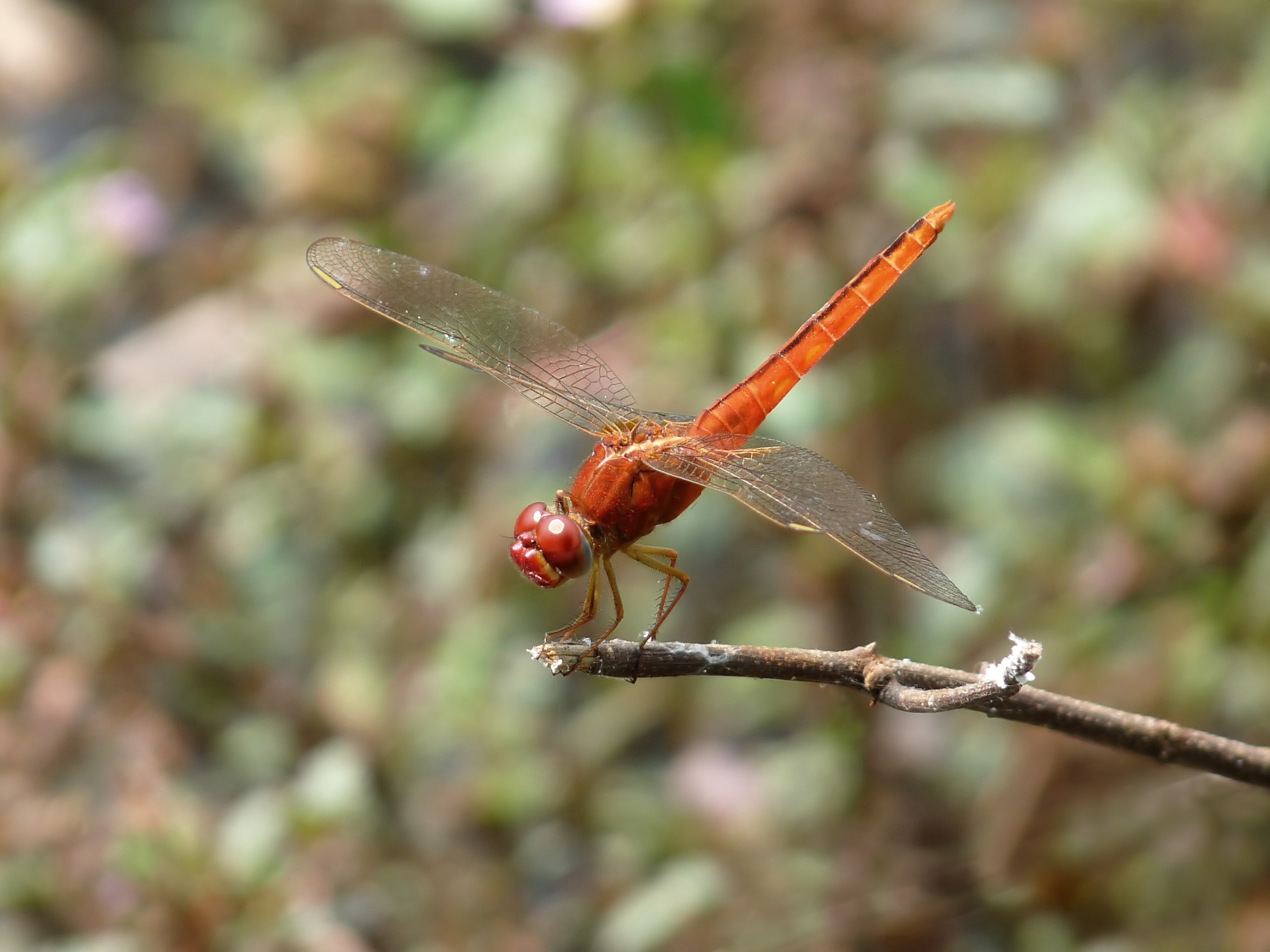 Crocothemis servilia at Kudayathoor