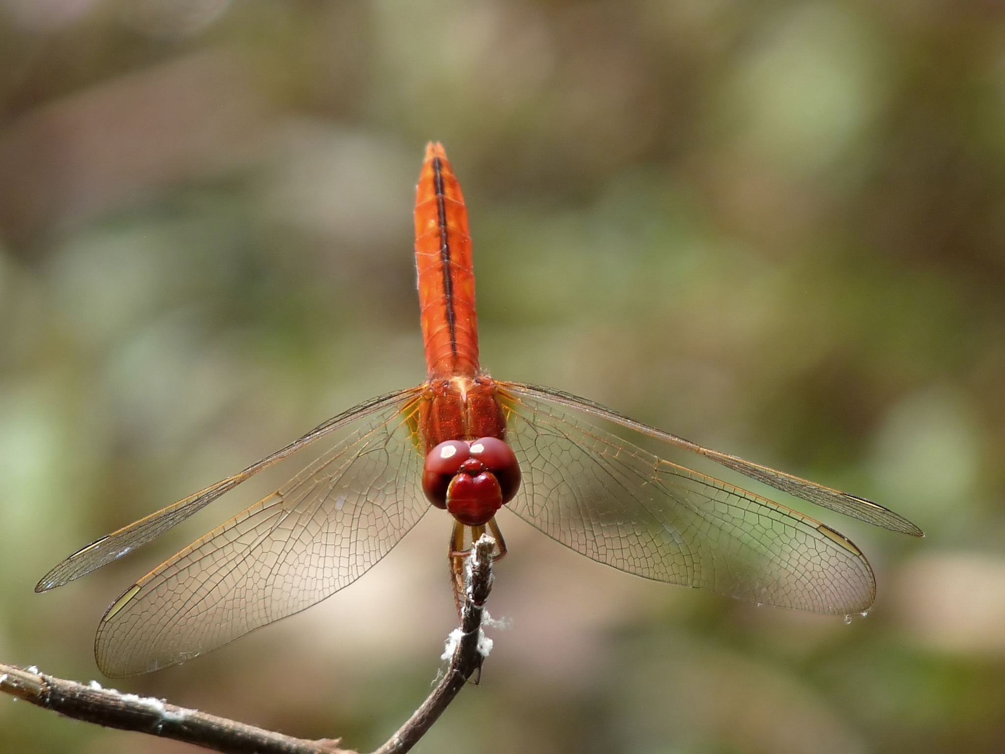 Crocothemis servilia by Kudayathoor