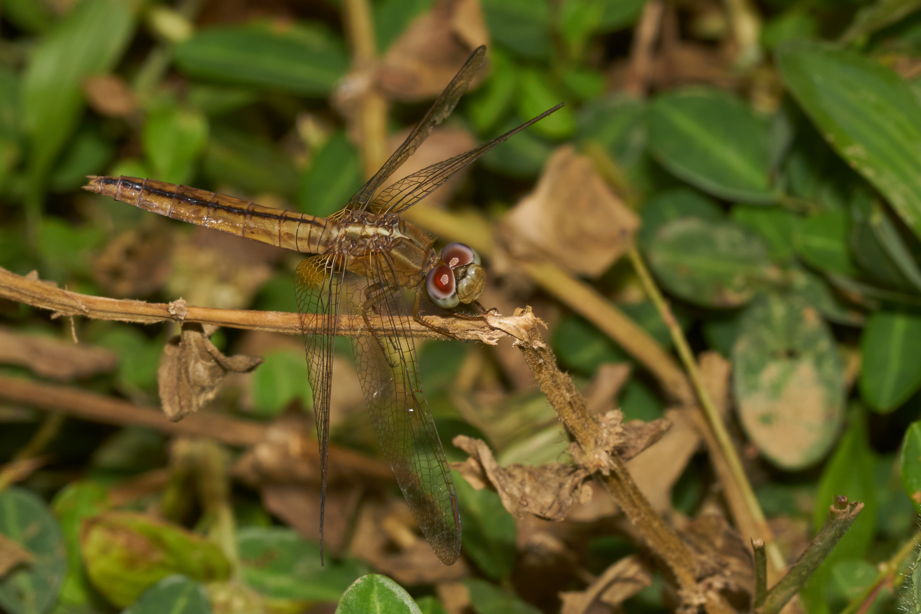 Crocothemis servilia-Kadavoor-2016-10-15-004