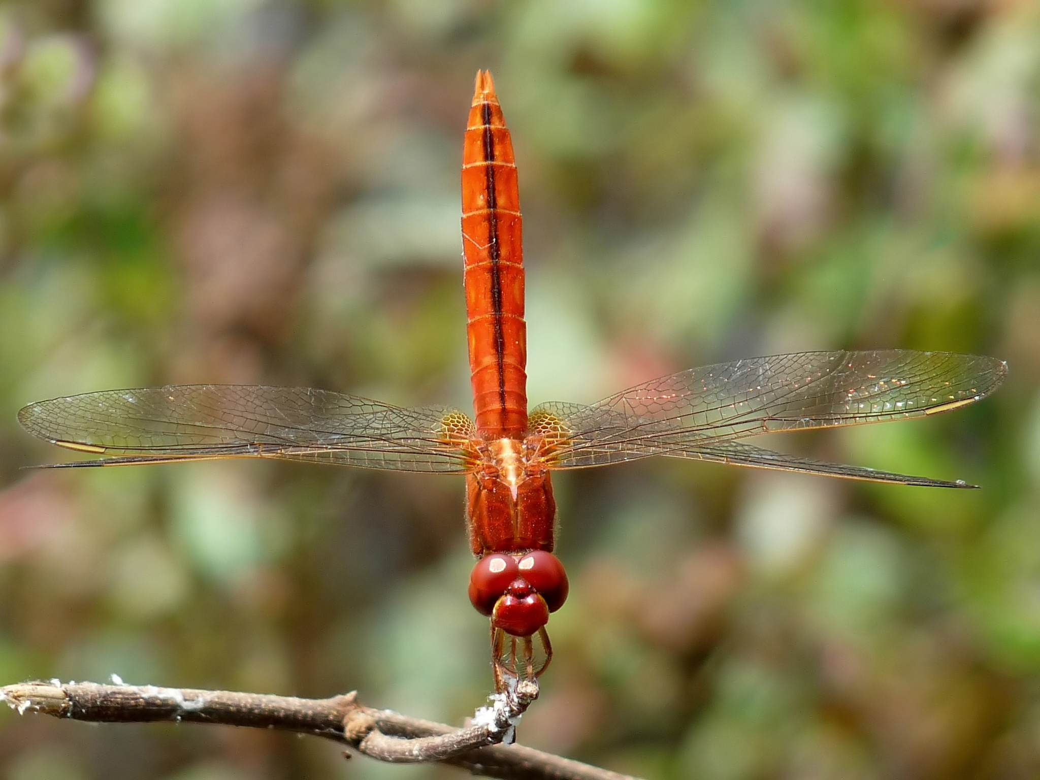 Crocothemis servilia male by kadavoor