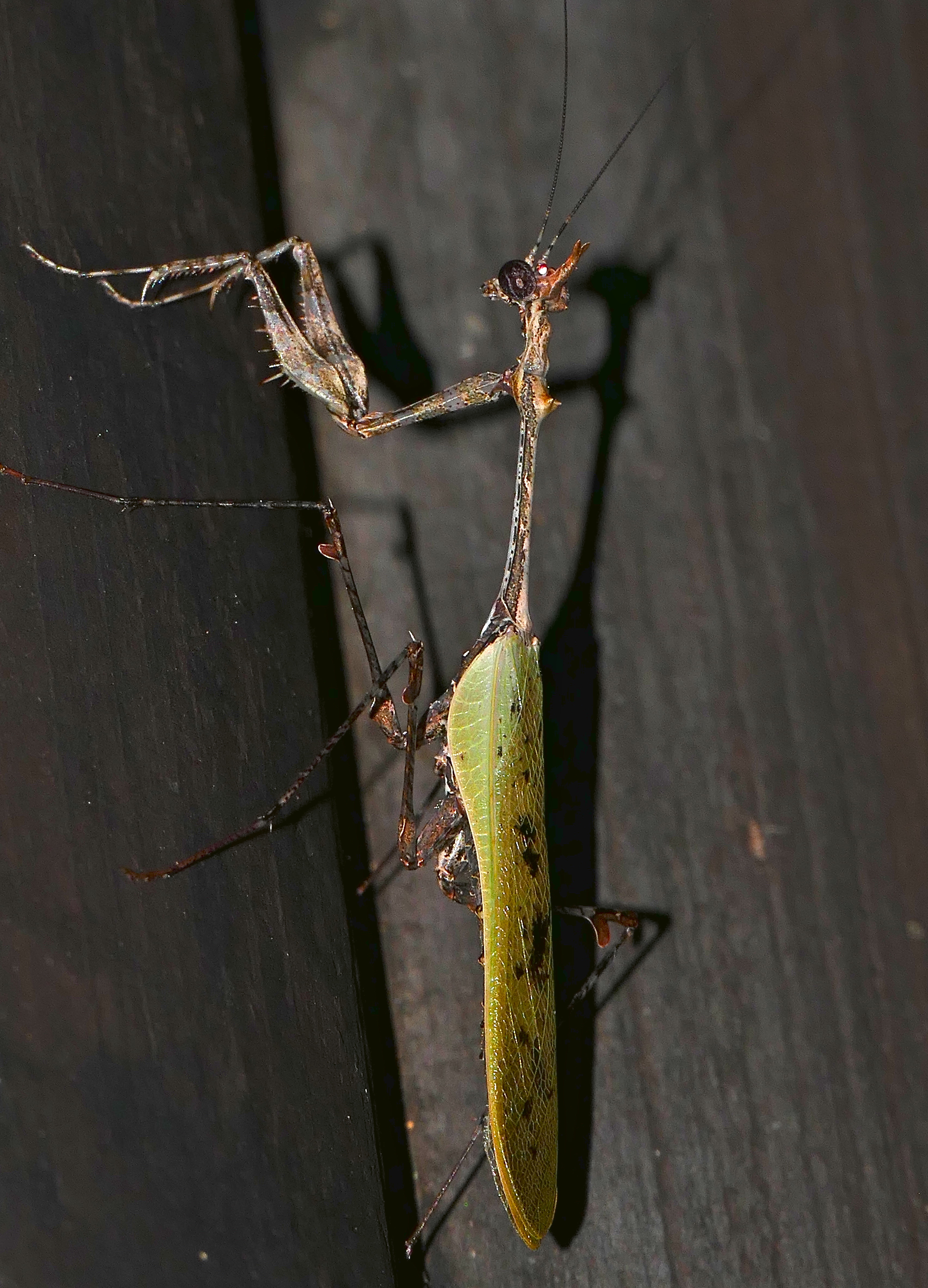 Cryptic Mantis (Sibylla pretiosa) (32345801094)