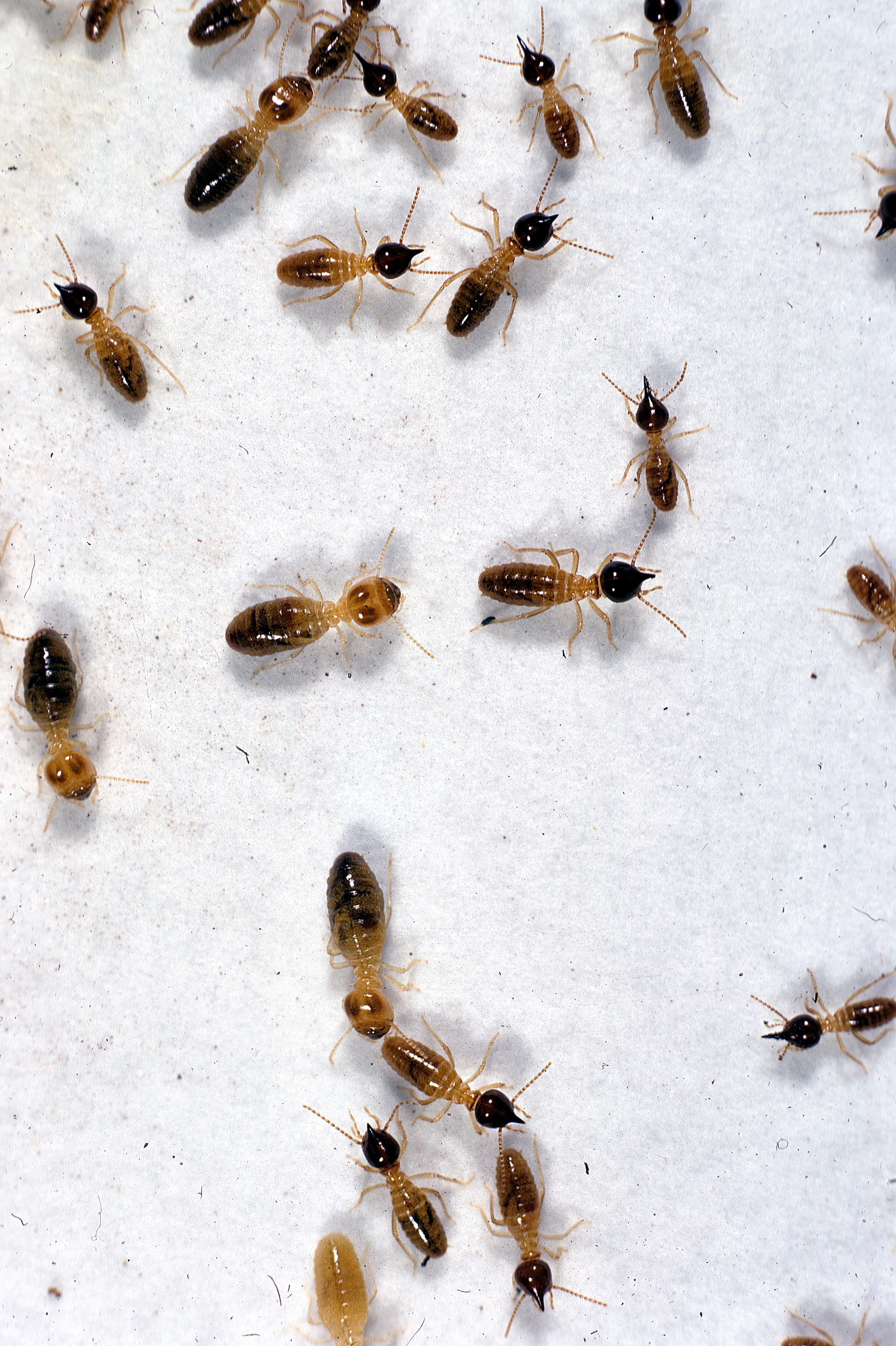 CSIRO ScienceImage 2043 Nasutitermes triodiae termites