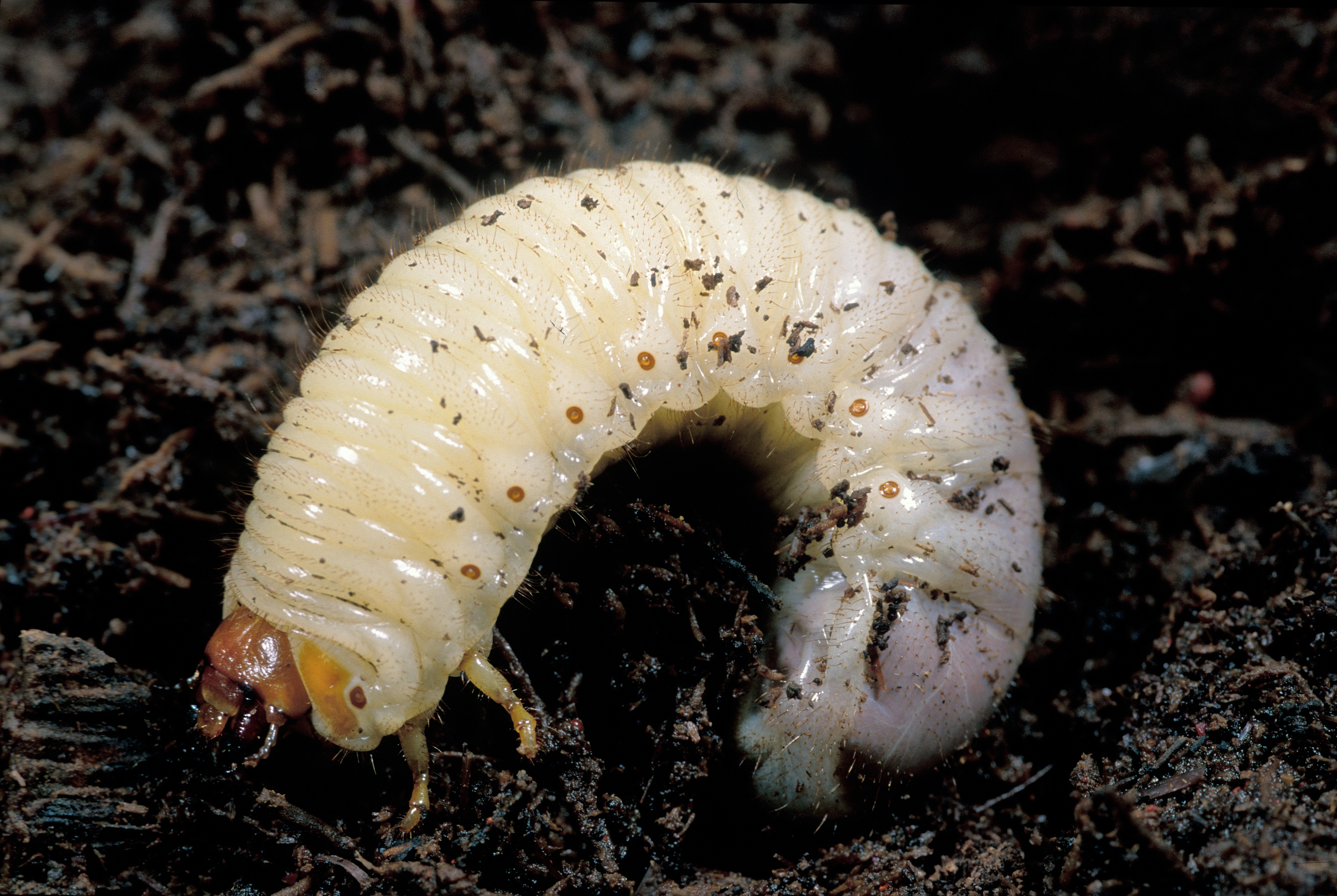 CSIRO ScienceImage 2200 A Curl Grub larvae