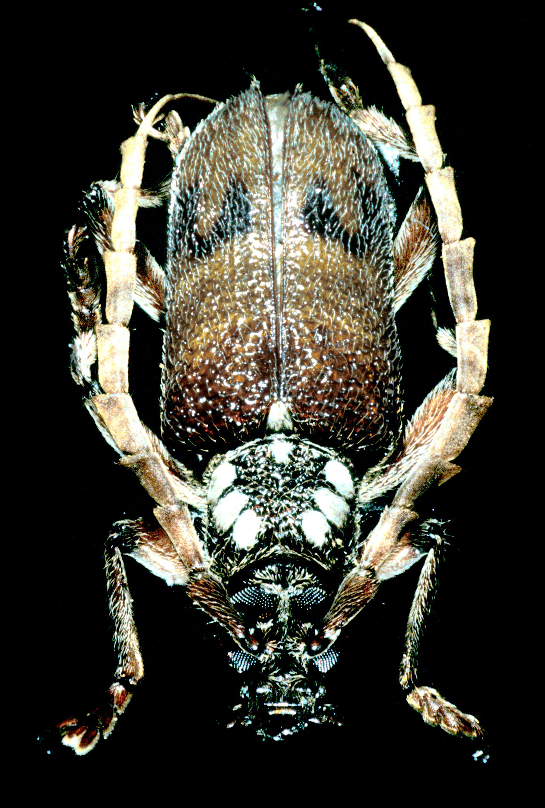 CSIRO ScienceImage 2328 A Borer