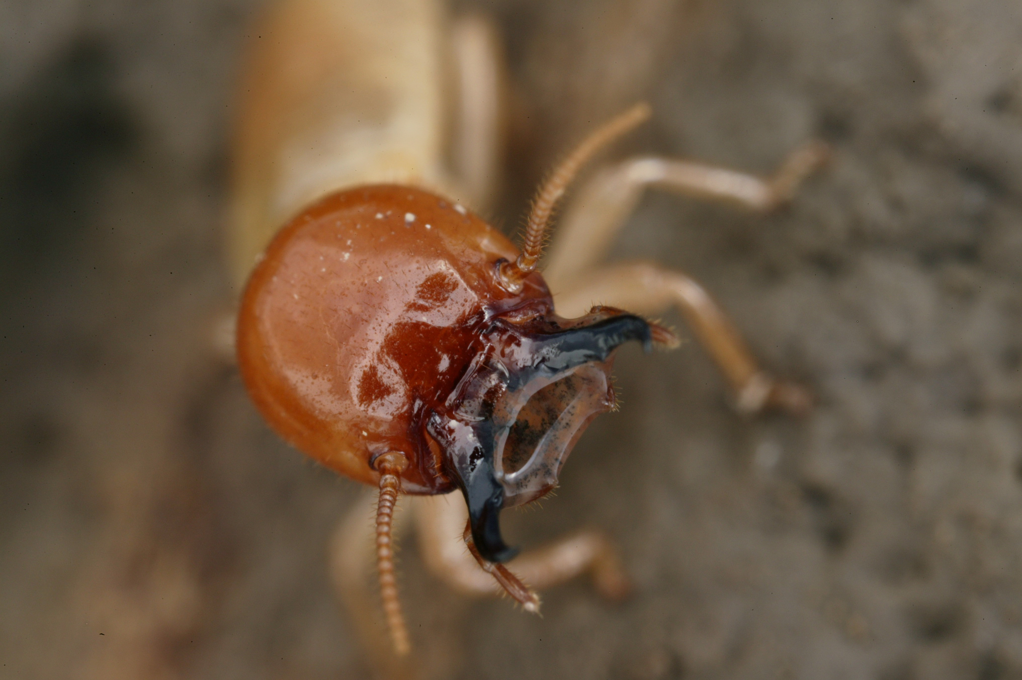 CSIRO ScienceImage 3666 Mastotermes darwiniensis Giant Northern Termite