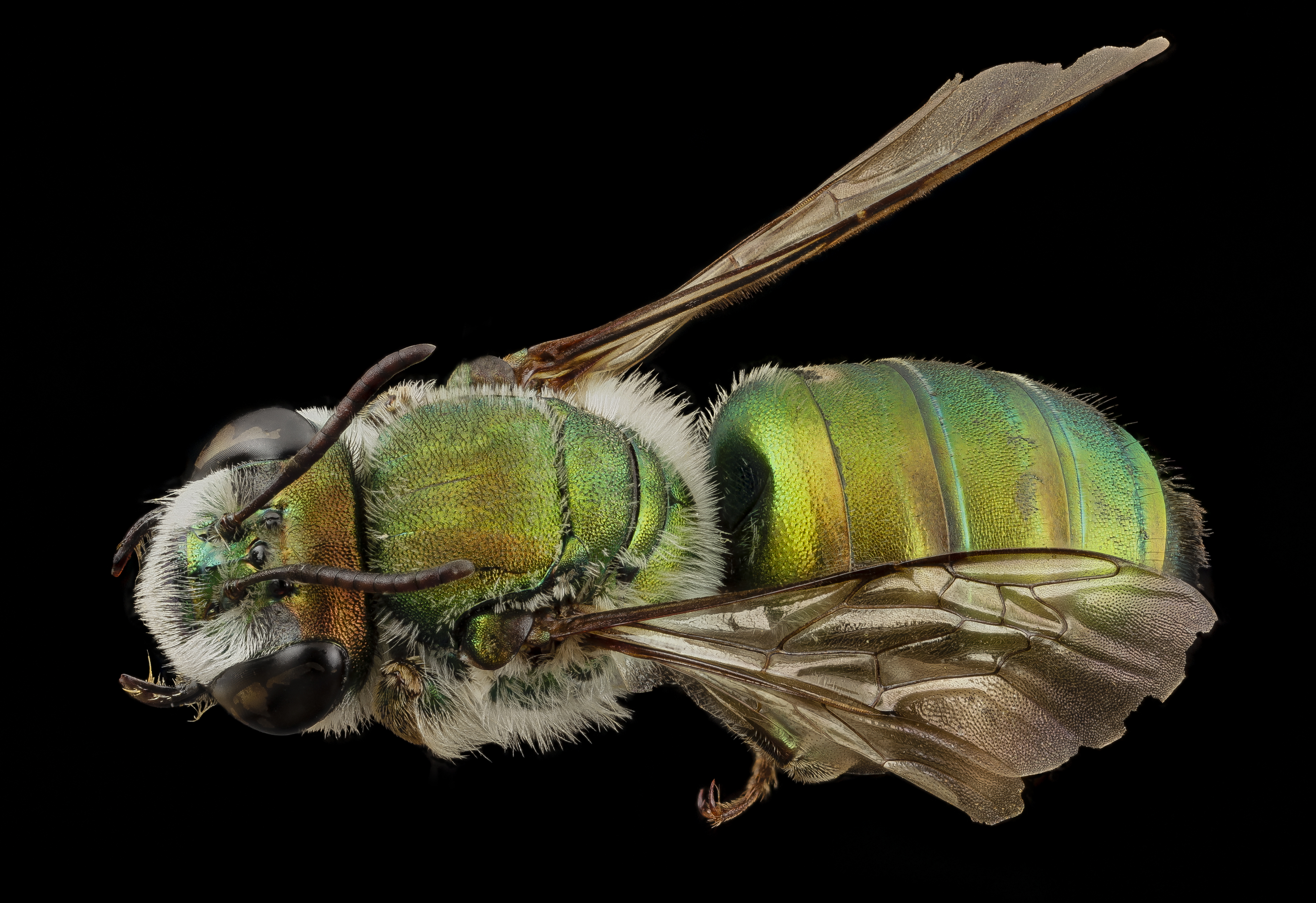 Ctenocolletes smaragdinus, f, australia, angle 2014-08-08-13.42.59 ZS PMax (14865124939)