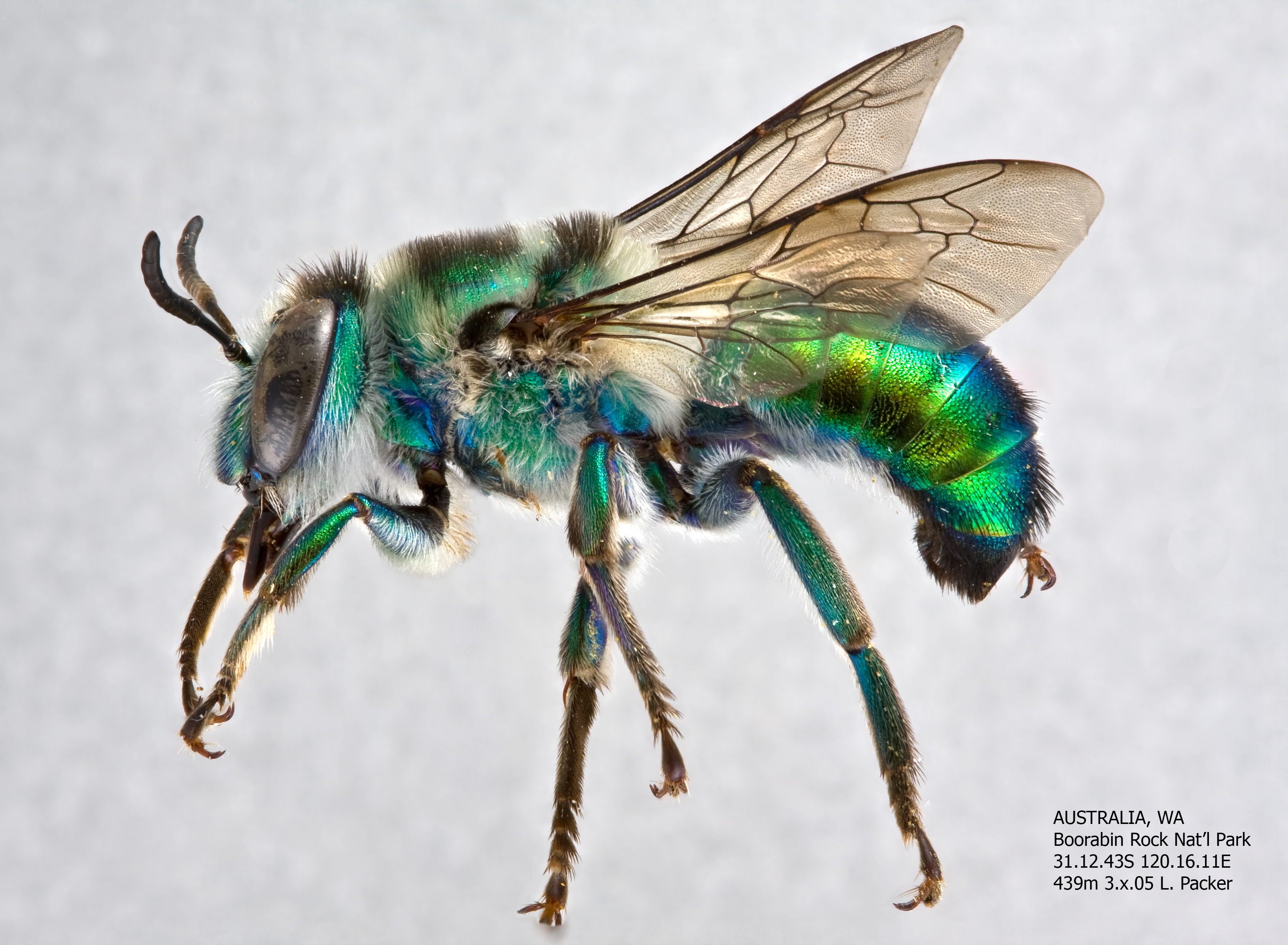 Ctenocolletes smaragdinus Male