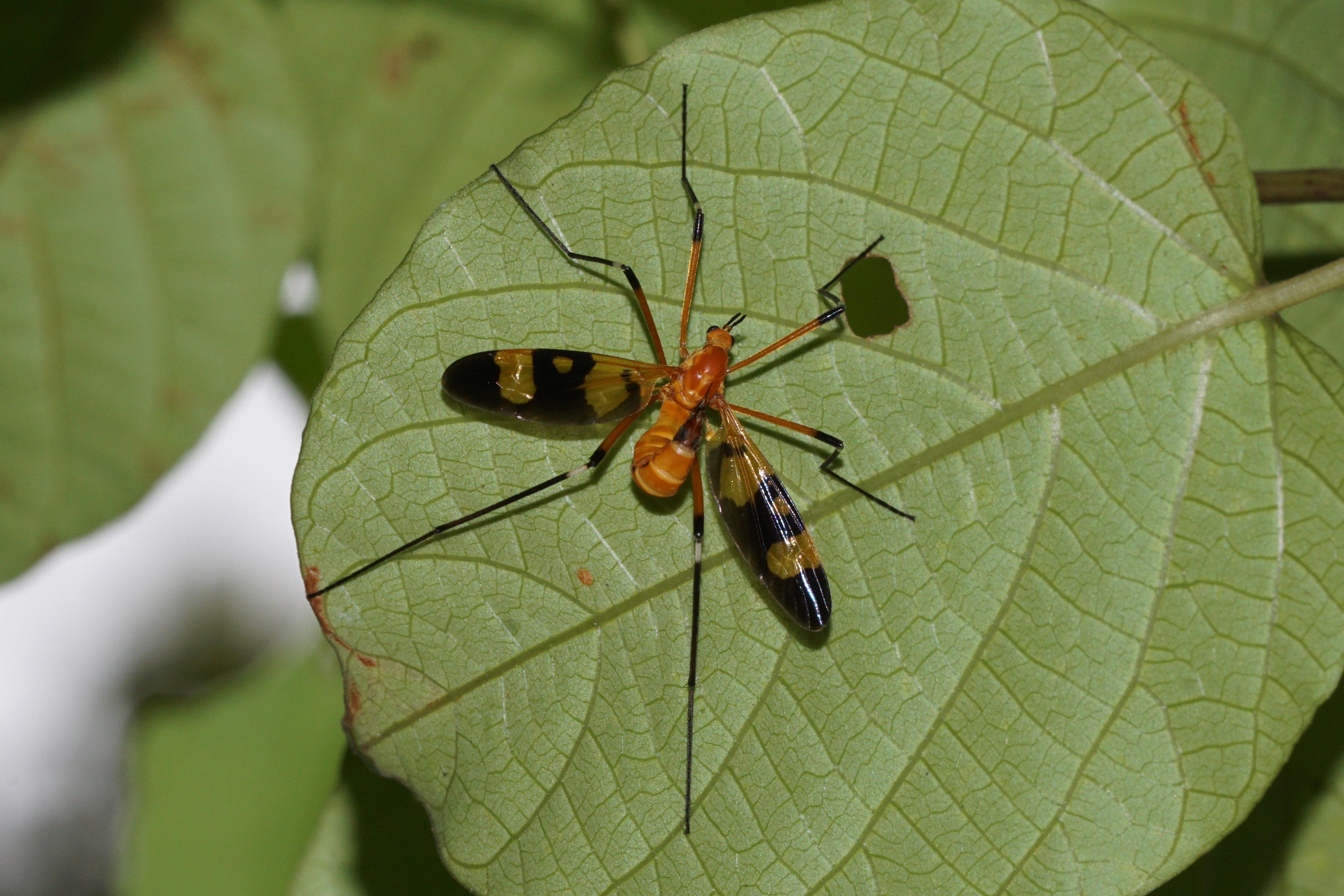 Ctenophora laeta 05655