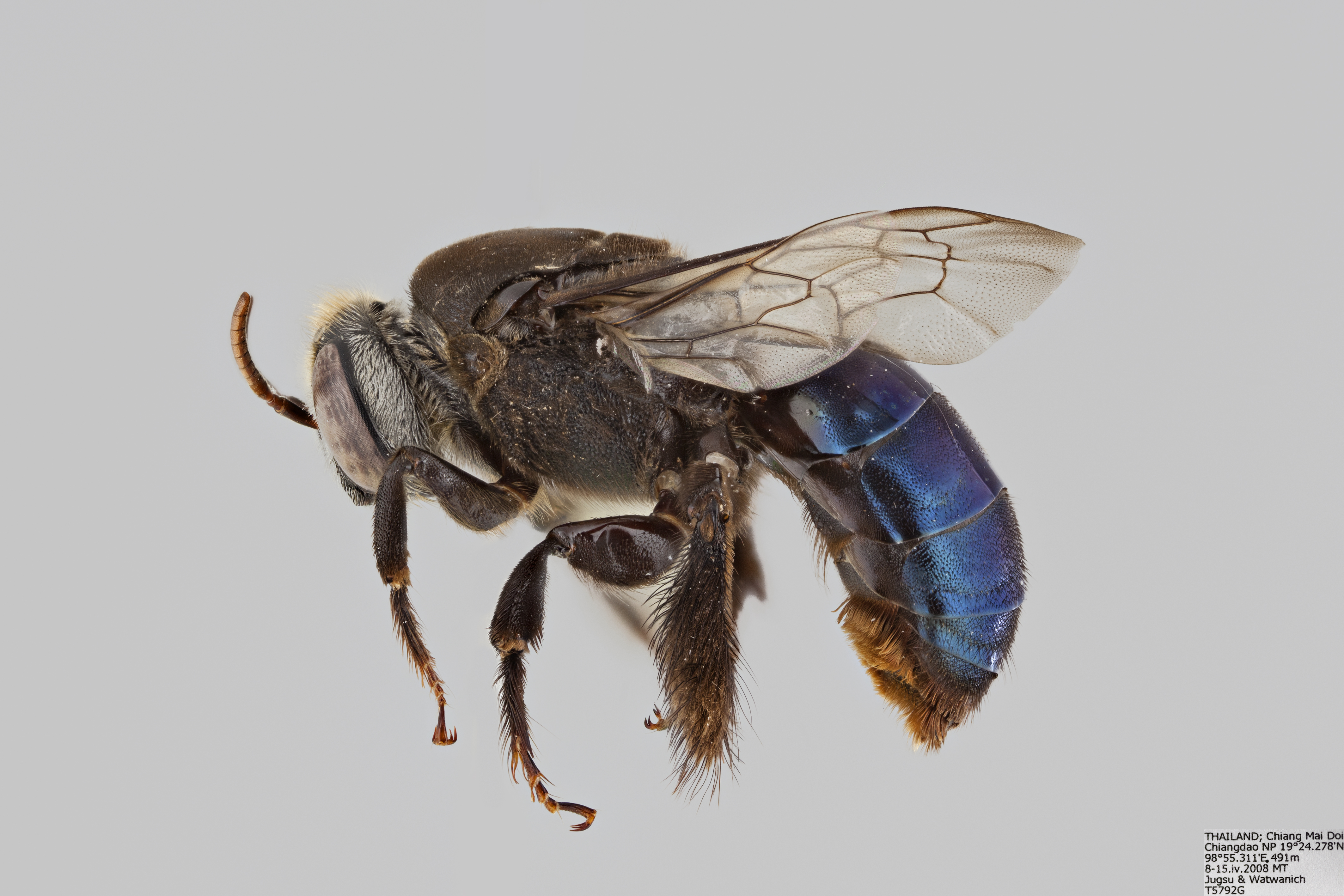 Ctenoplectra sp FEM 65mm 1 5x ZS PMax