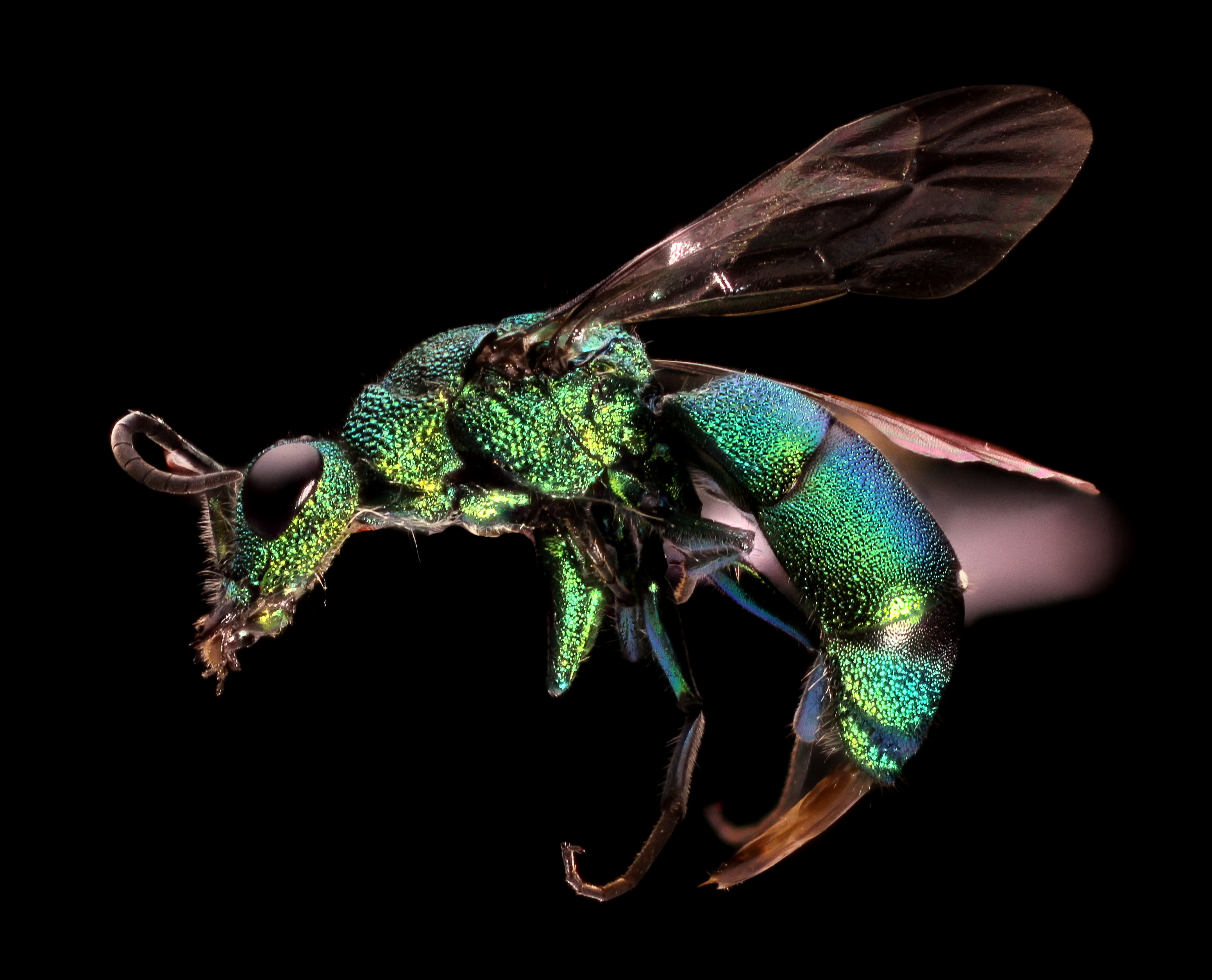 Cuckoo Wasp (14402280719)