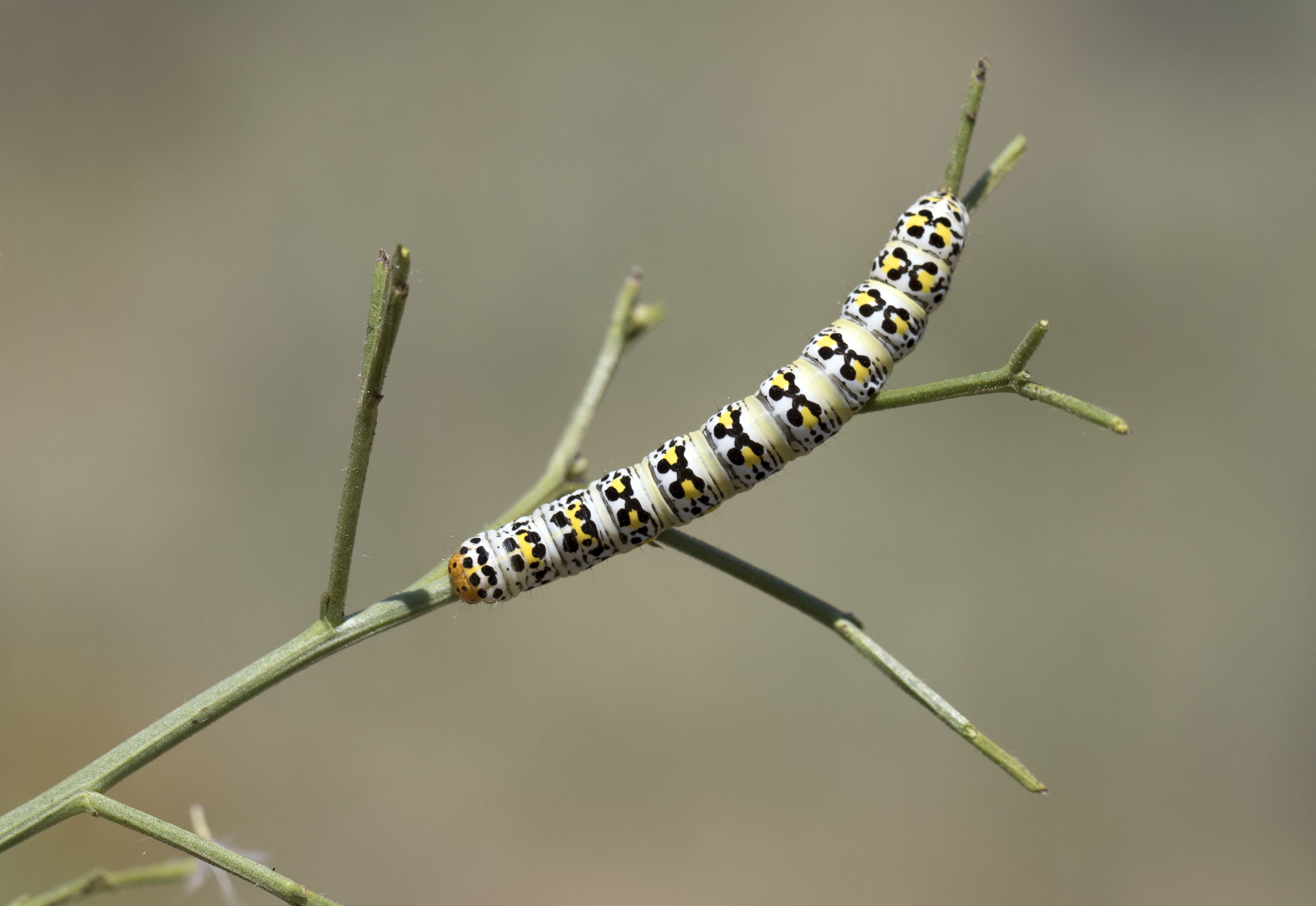 Cucullia blattariae, Giresun 2017-07-07 01-1