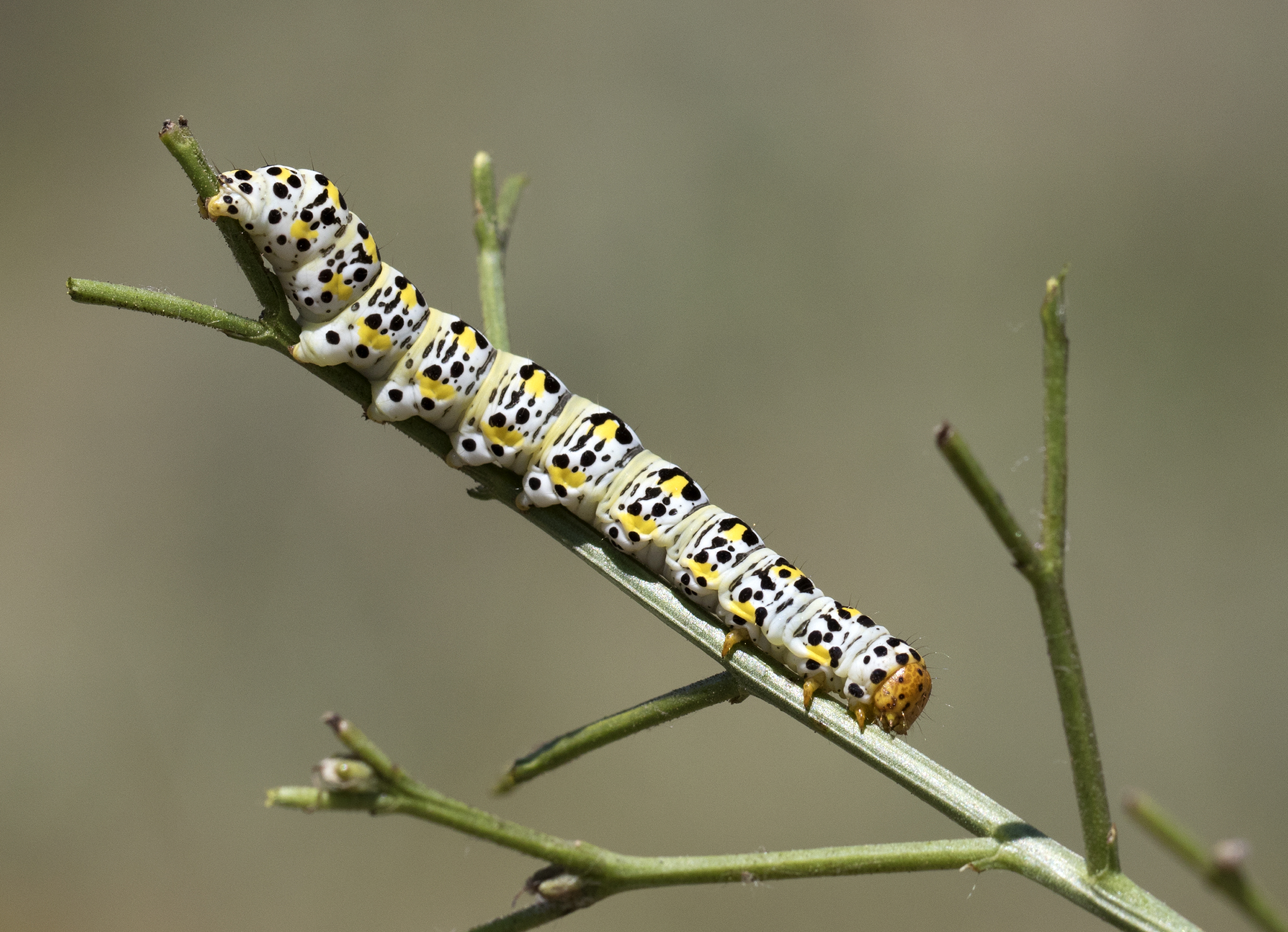 Cucullia blattariae, Giresun 2017-07-07 01-6