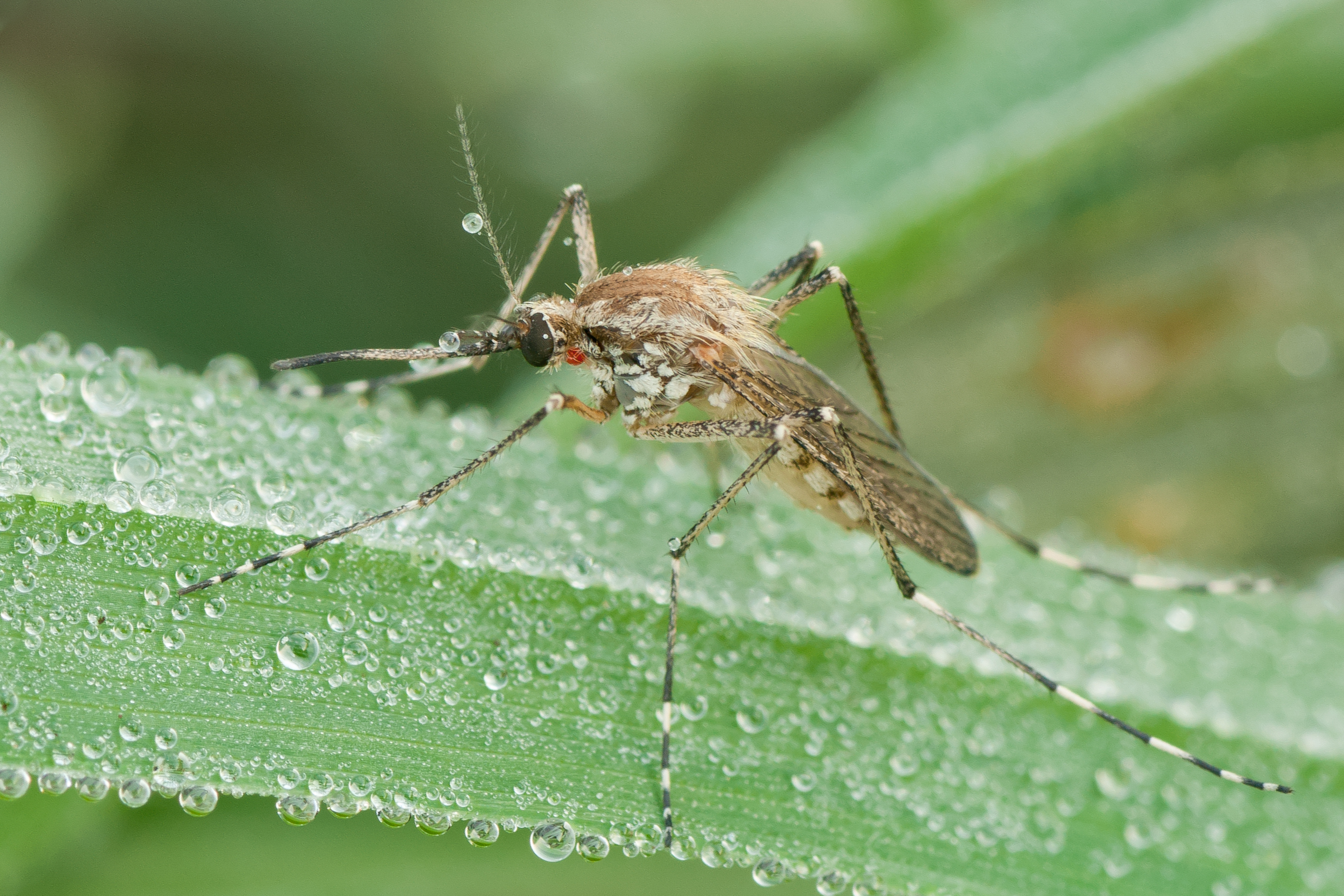 Culicidae 02 (MK)