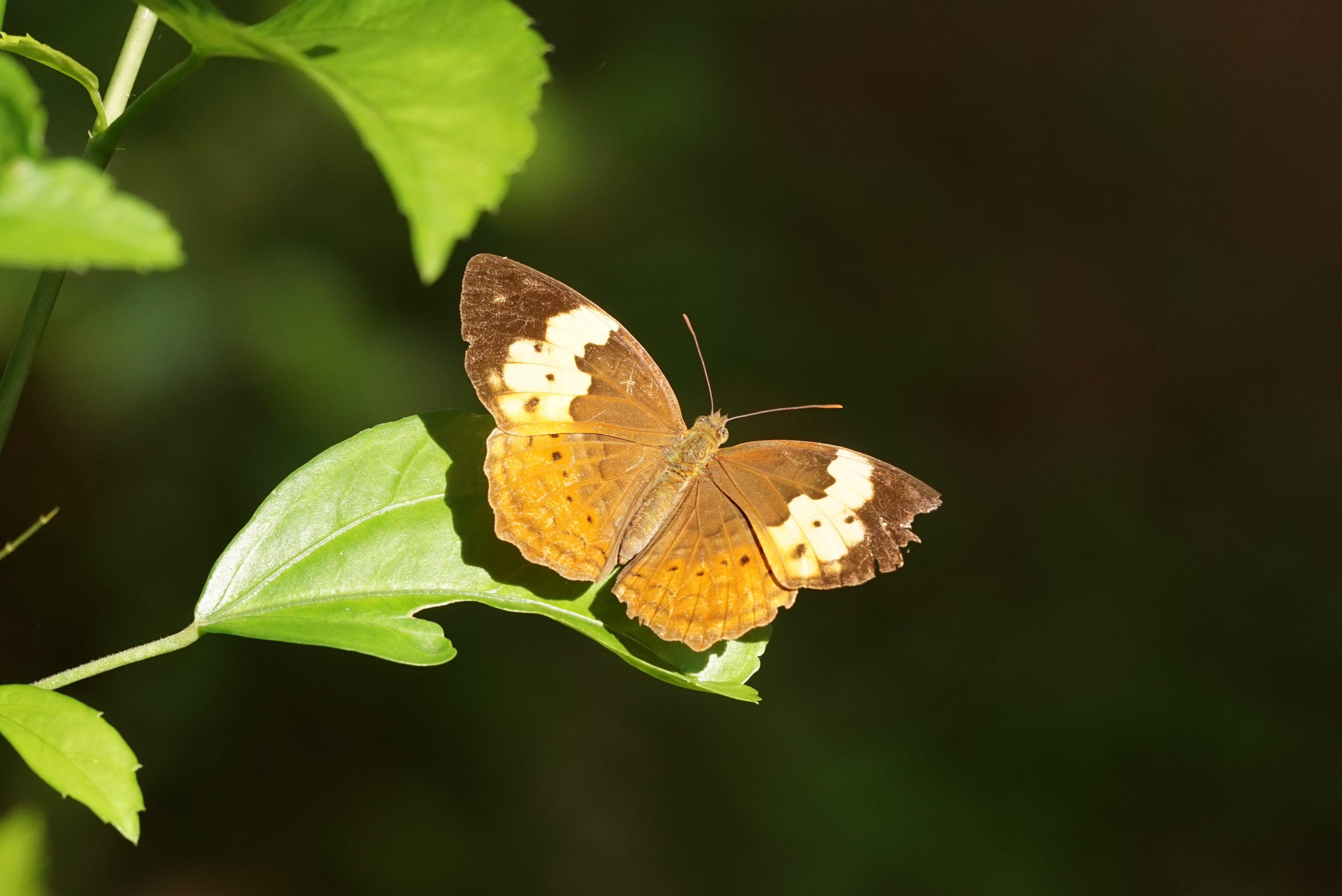 Cupha erymanthis 03680