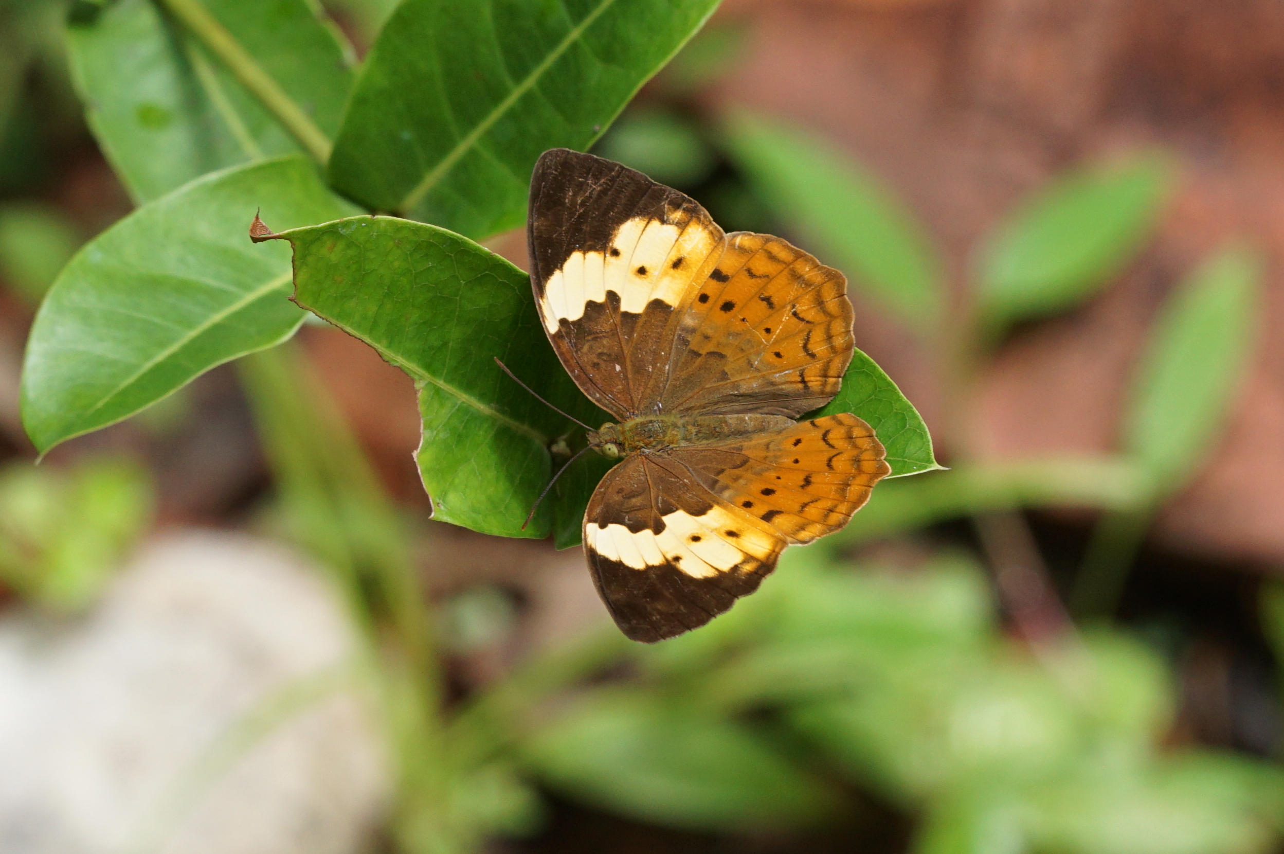Cupha erymanthis 07118