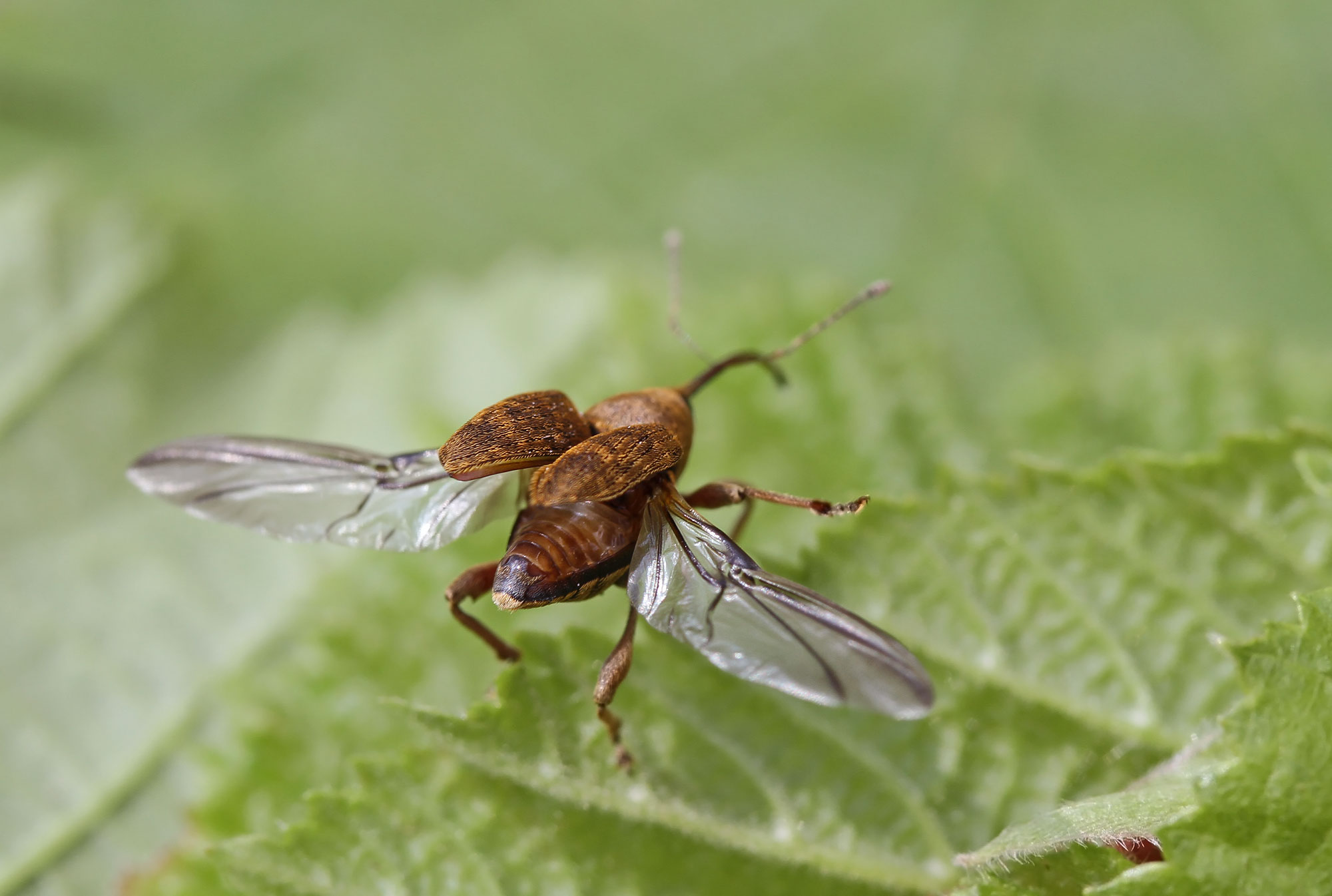 Curculio nucum - taking flight A - 04