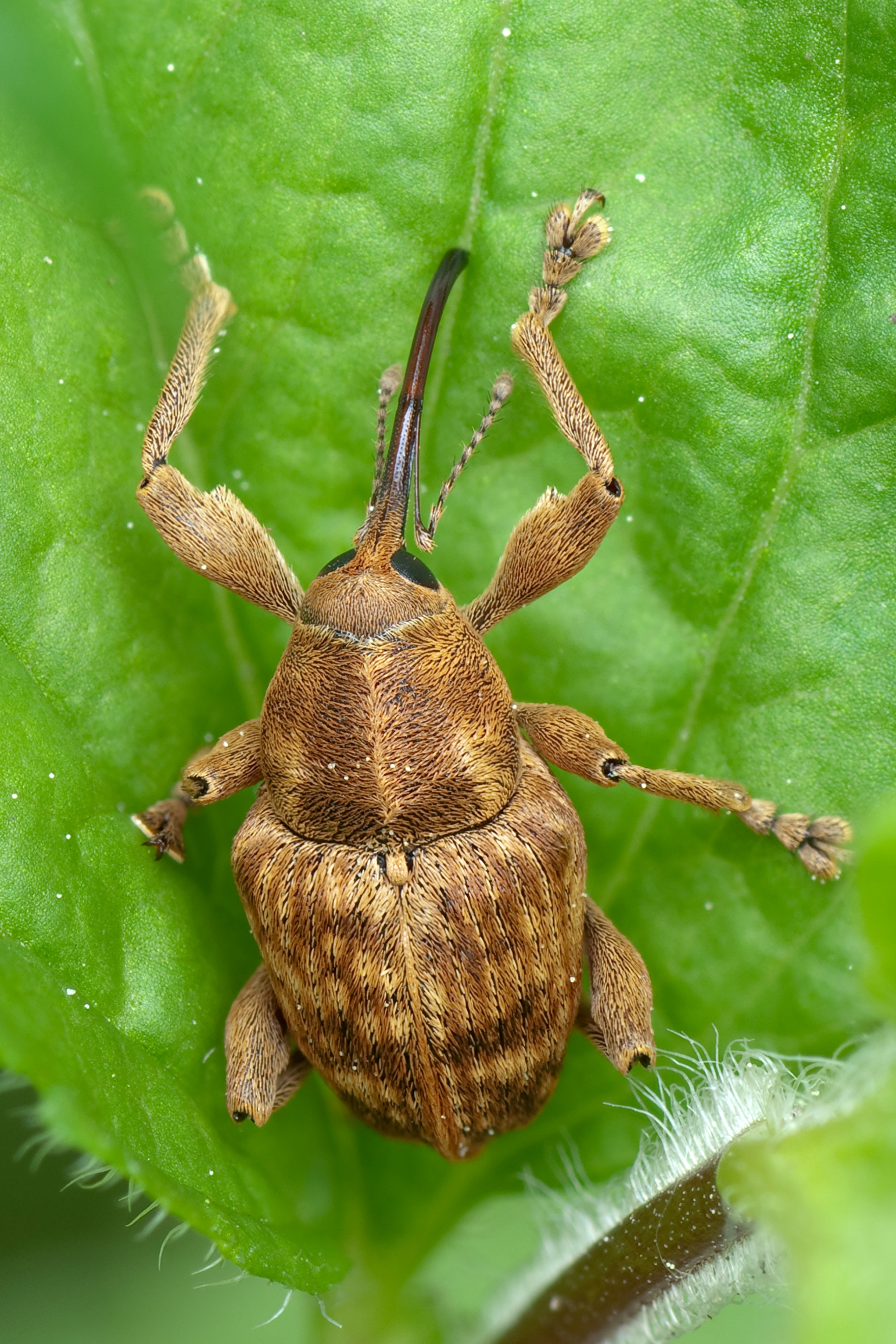Curculio nucum 01 (MK)