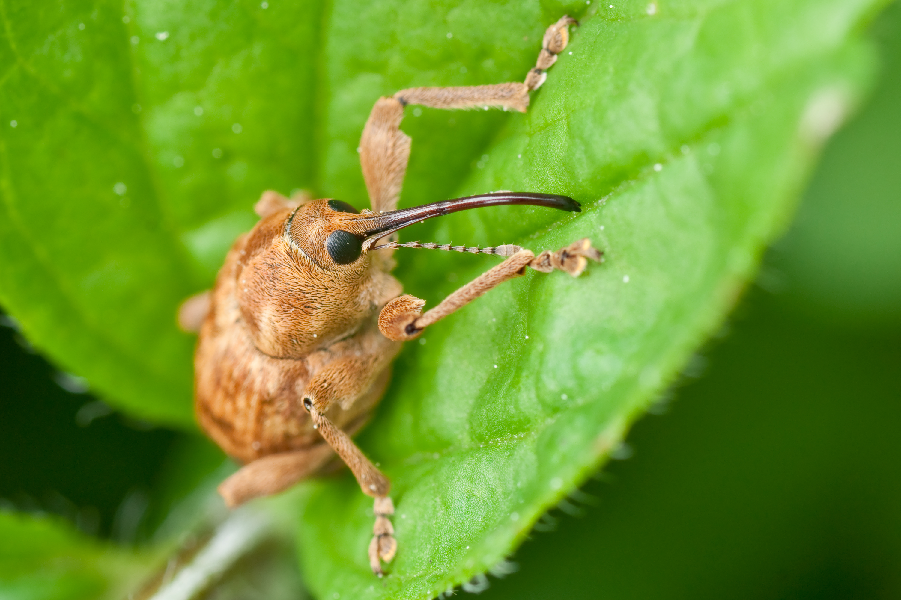 Curculio nucum 05 (MK)