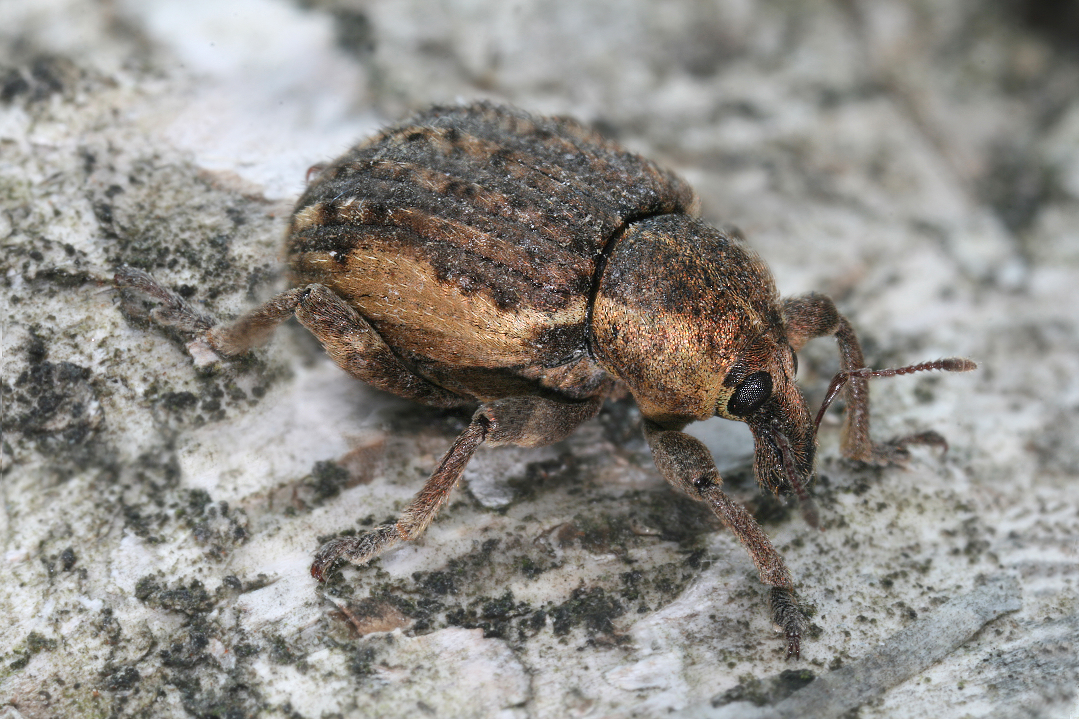 Curculionidae on Betula Richard Bartz