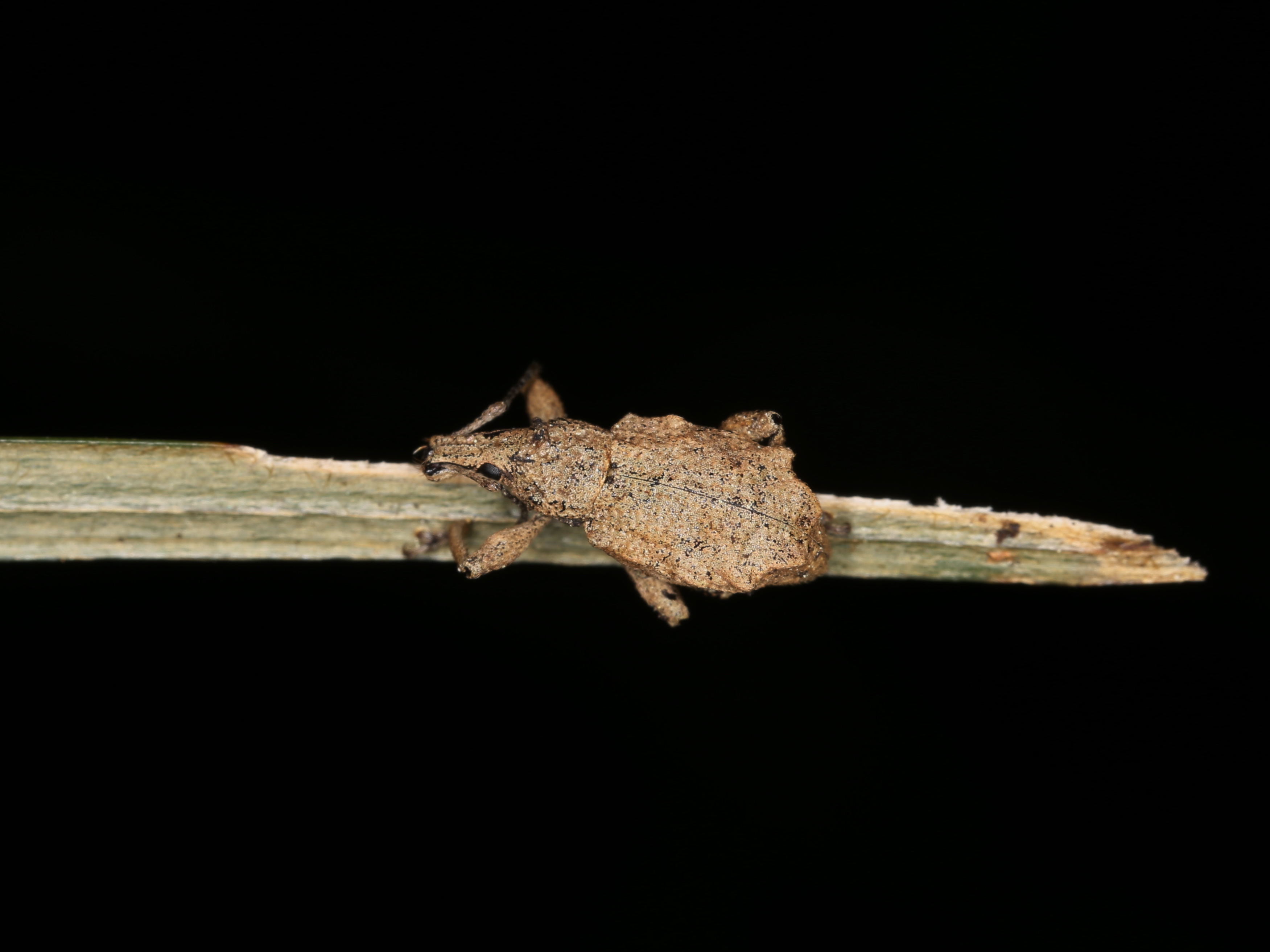 Curculionidae sp. (43770569215)