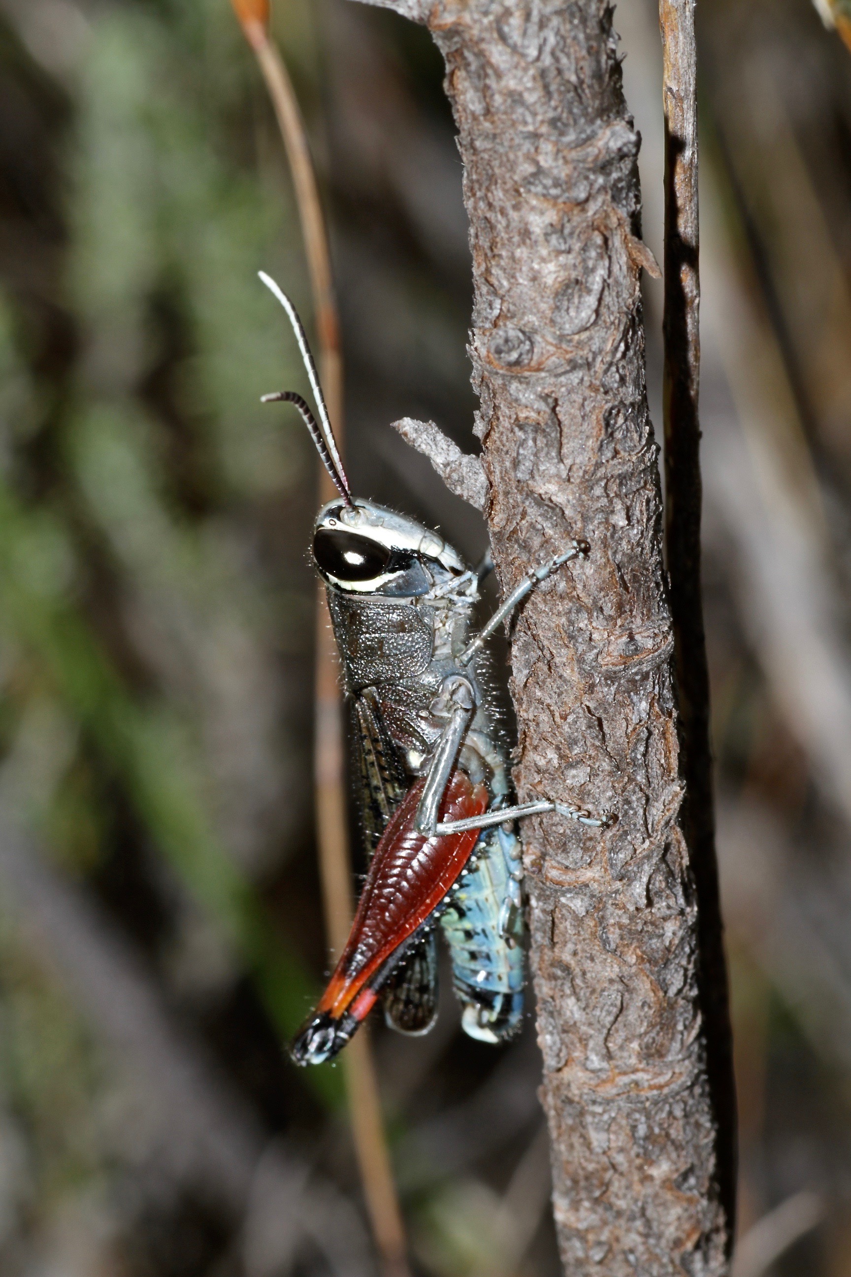 Cute grasshopper (4576158224)