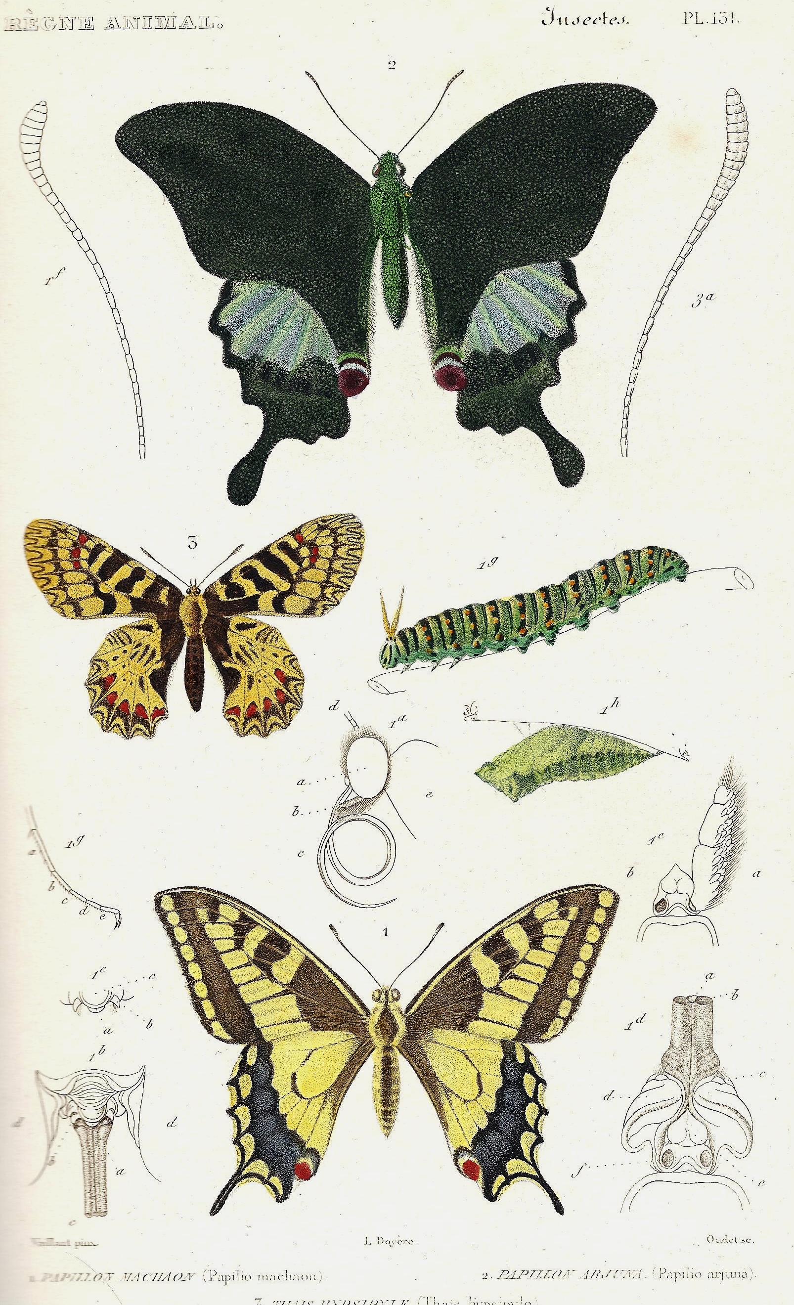 Cuvier-131-Machaon-Thaïs-Arjuna