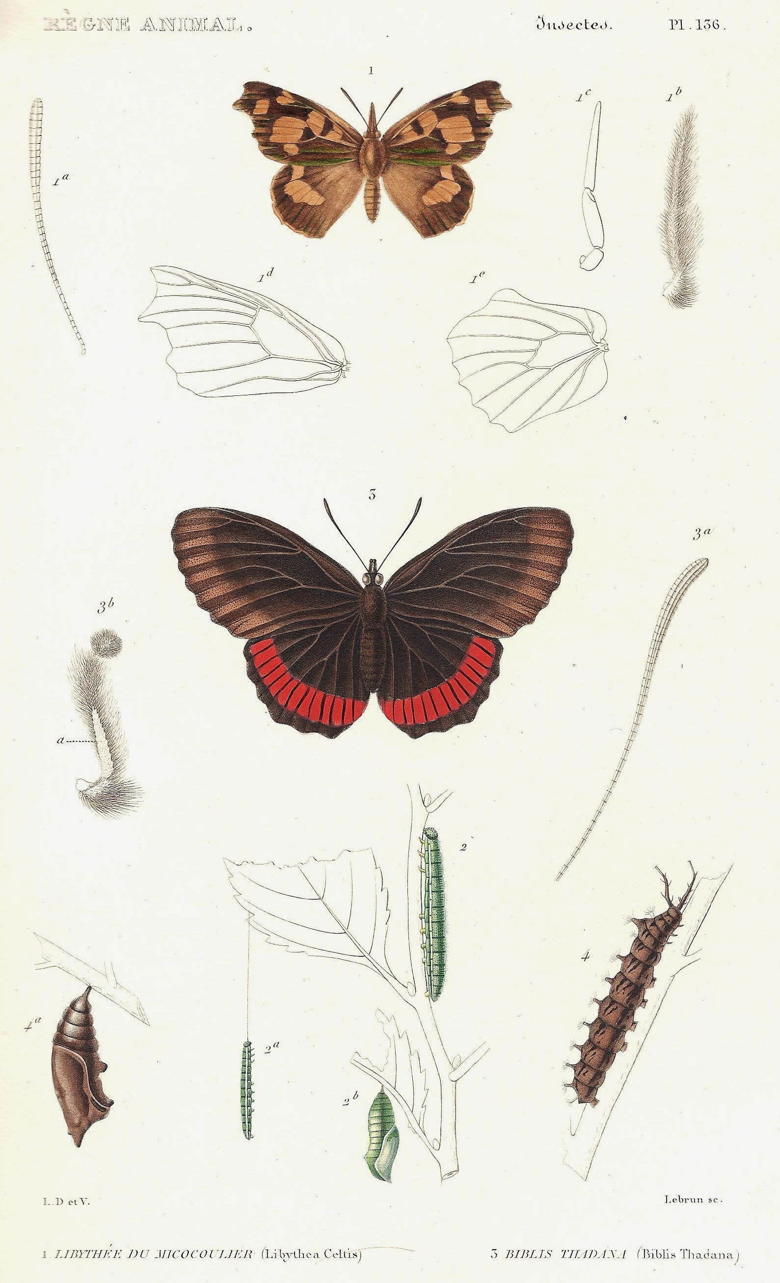 Cuvier-136-Libythée-Biblis