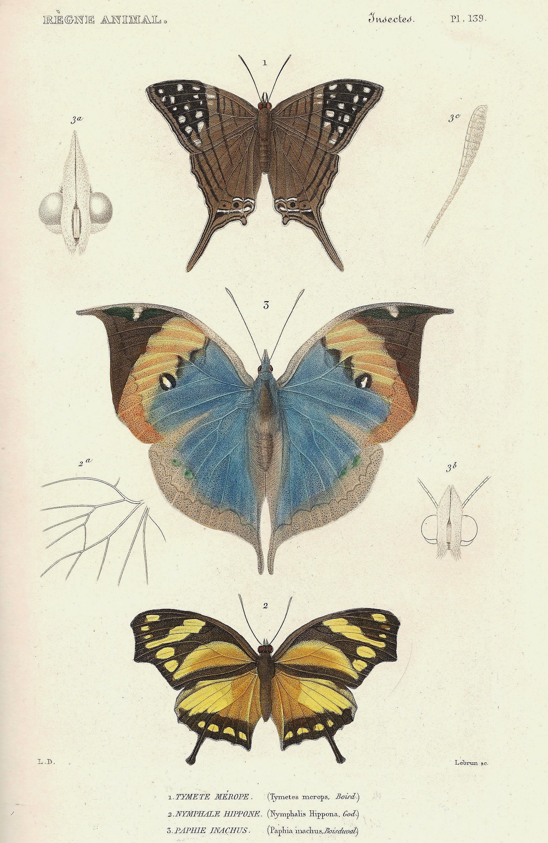 Cuvier-139-Tymète-Paphie-Nymphale