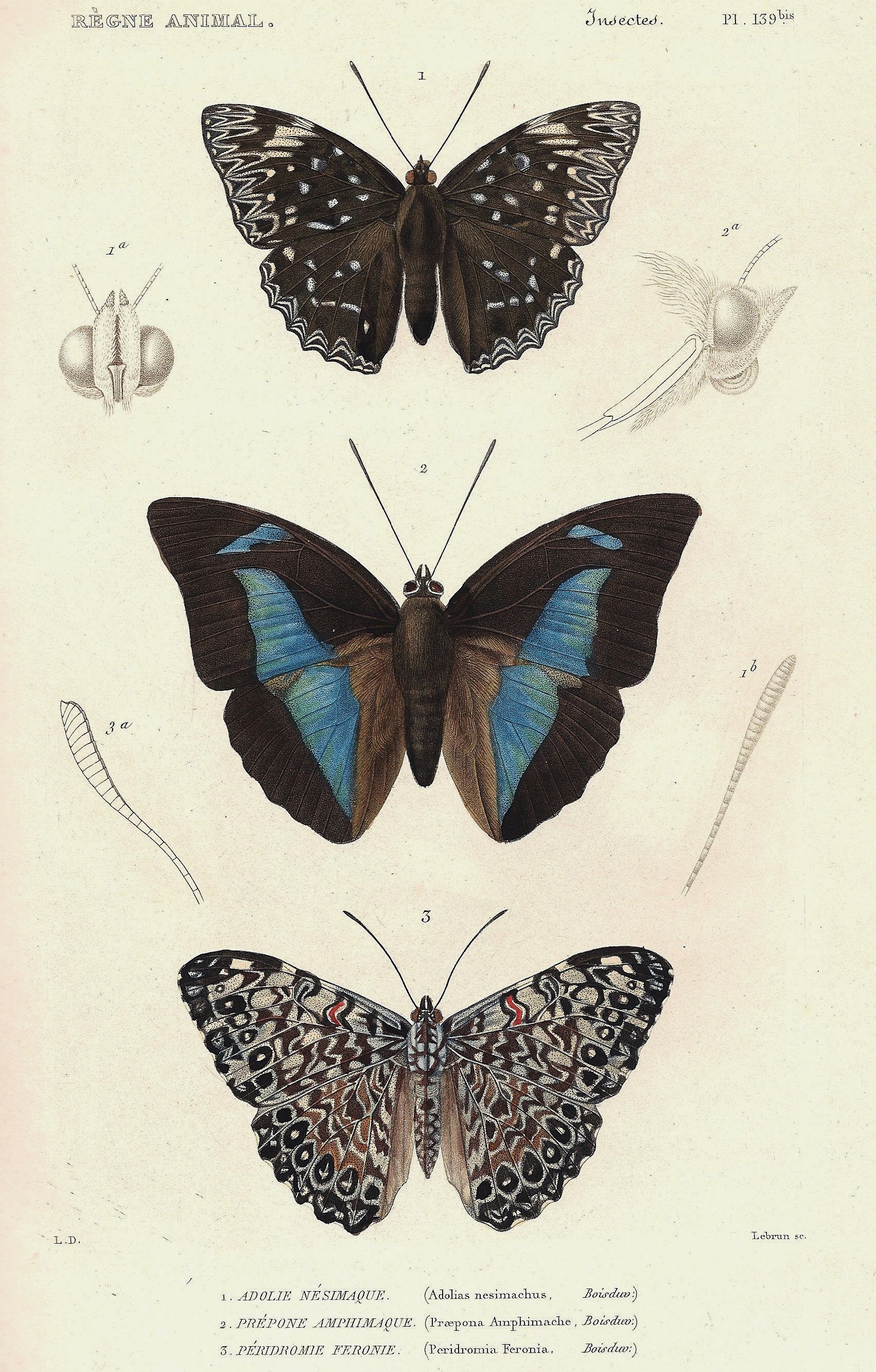 Cuvier-139bis-Adolie-Prépone-Péridromie