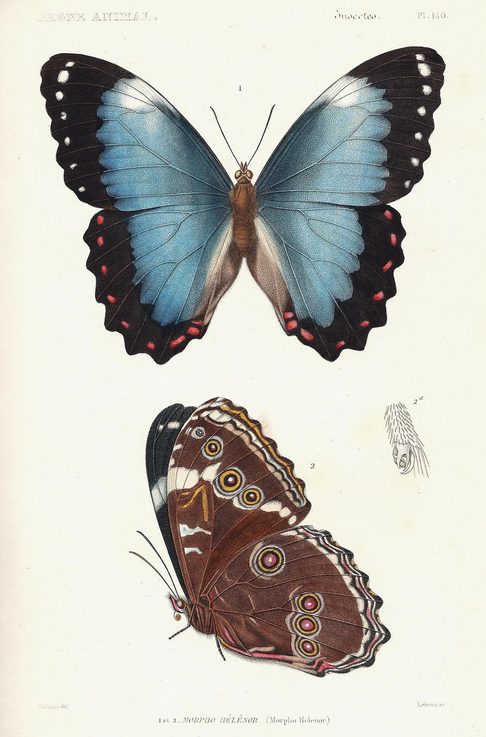 Cuvier-140-morpho