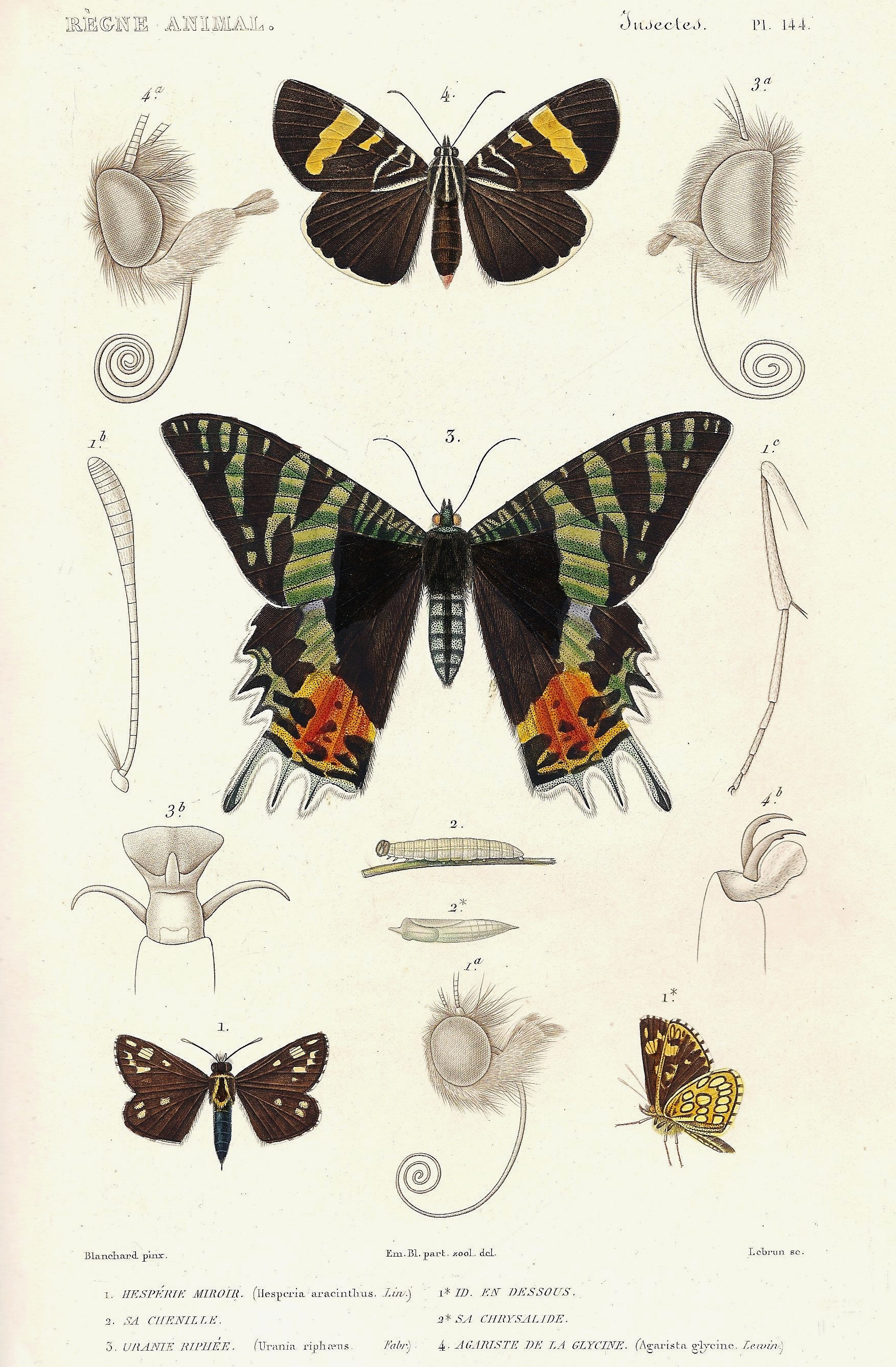 Cuvier-144-Agariste-Uranie-Hespérie