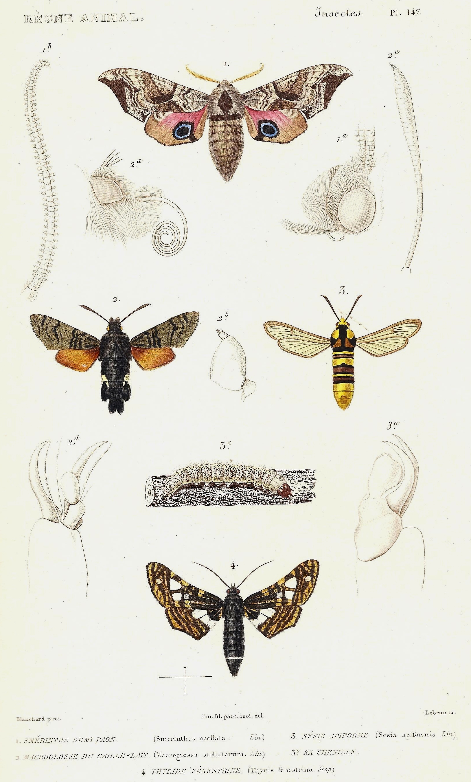 Cuvier-147-Smérinthe-Macroglosse-Sésie-Thyride