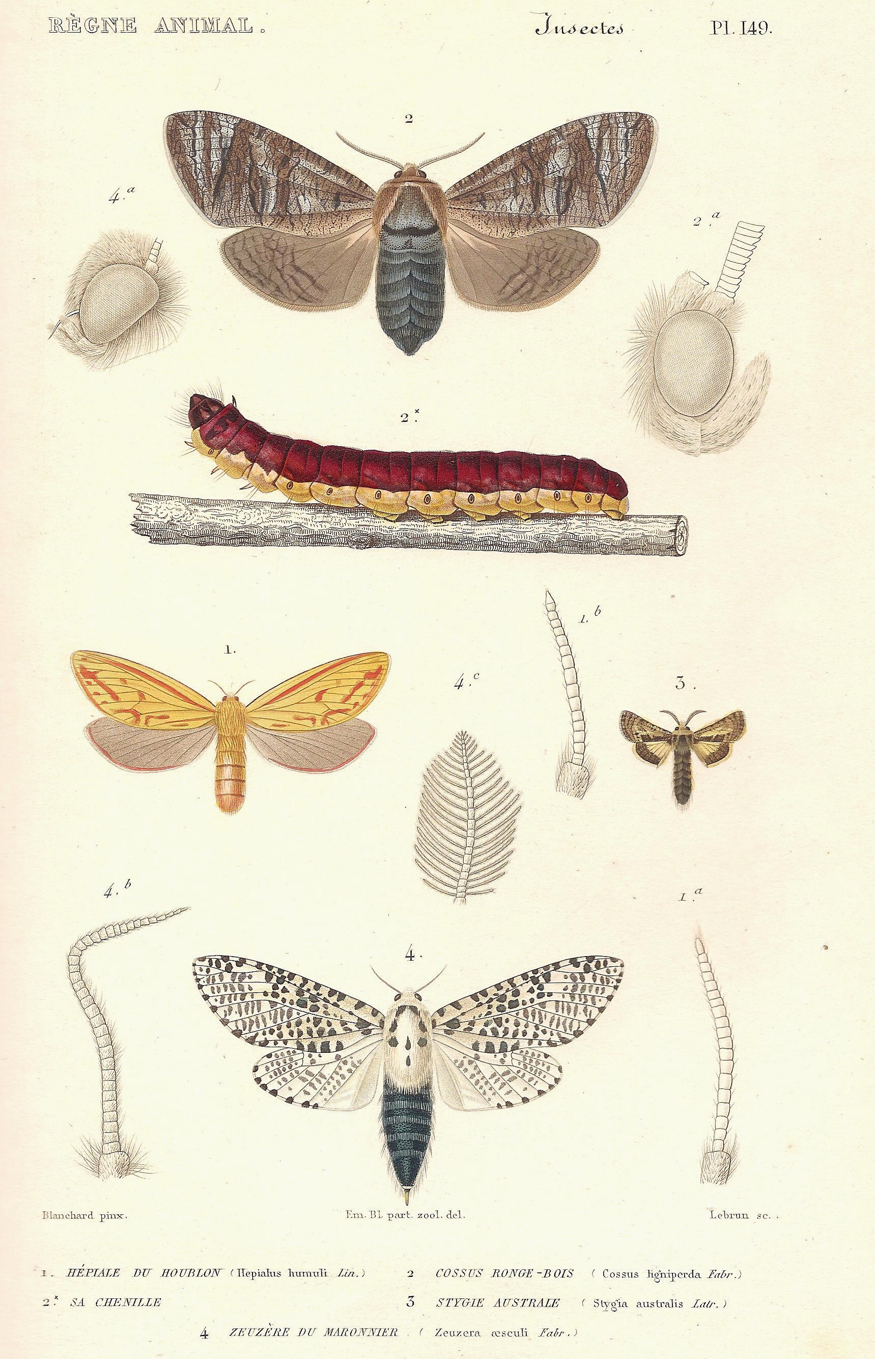 Cuvier-149-Cossus-Hépiale-Stygie-Zeuzère