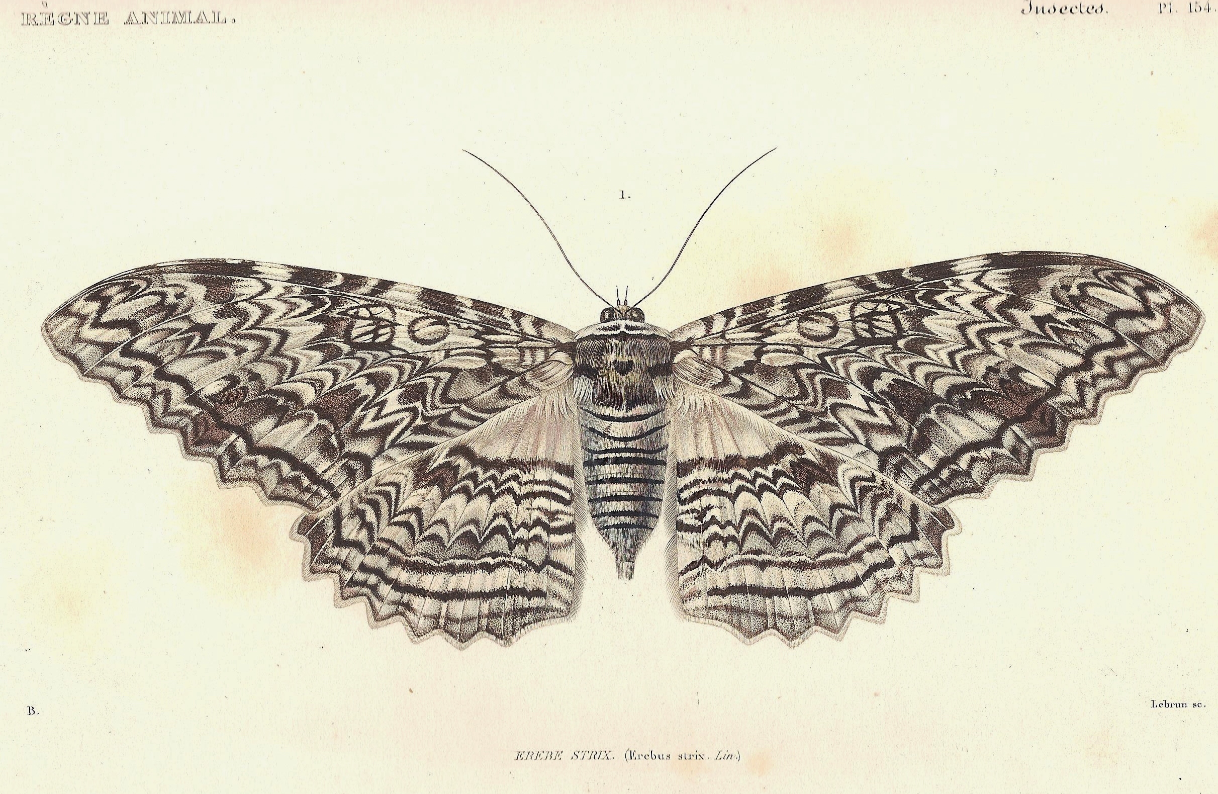 Cuvier-154-Erebus
