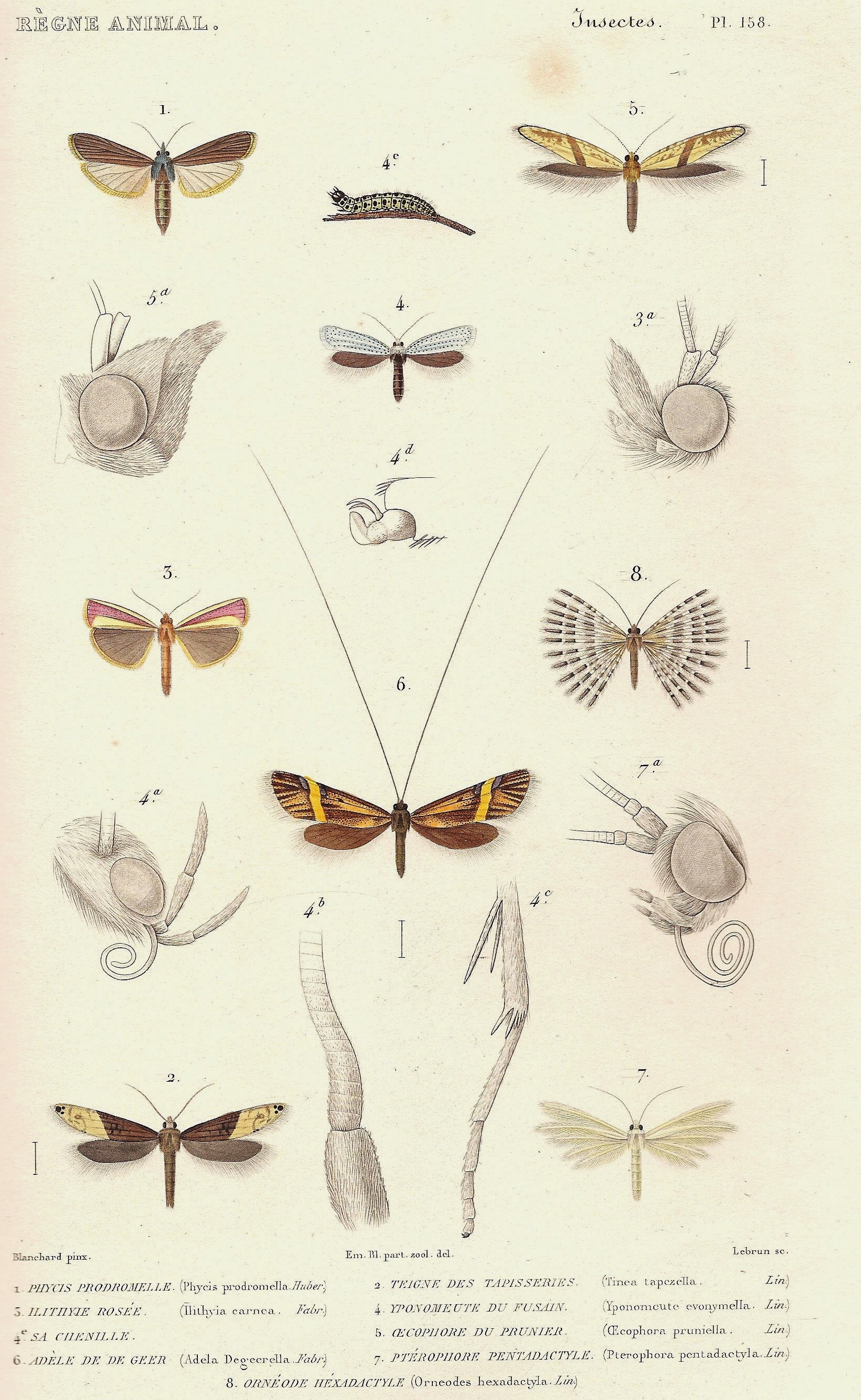 Cuvier-158-Phycis-Teigne-Yponomeute
