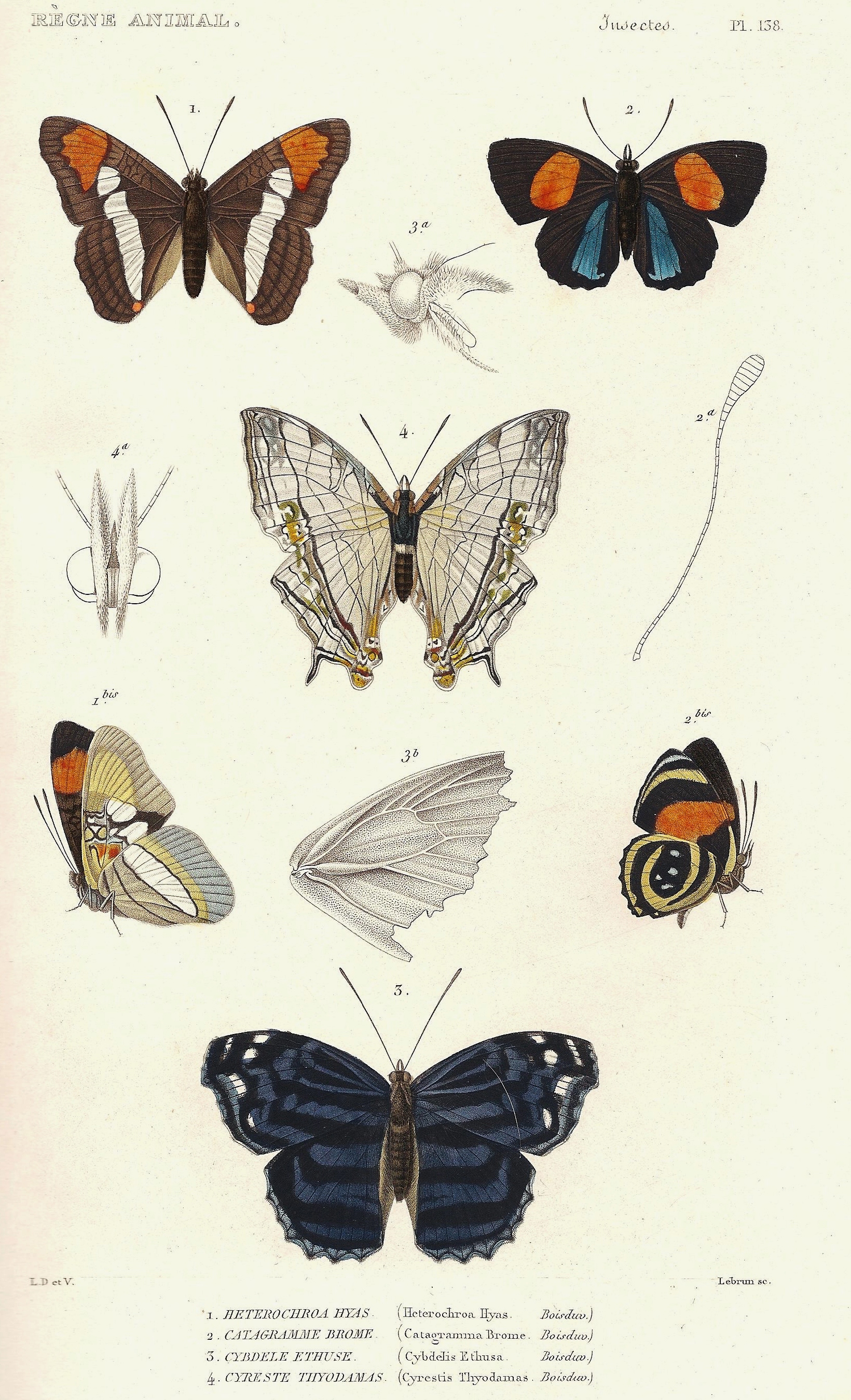 Cuvier'138-Hétérochroa- Catogramme-Cybdèle-Cyreste