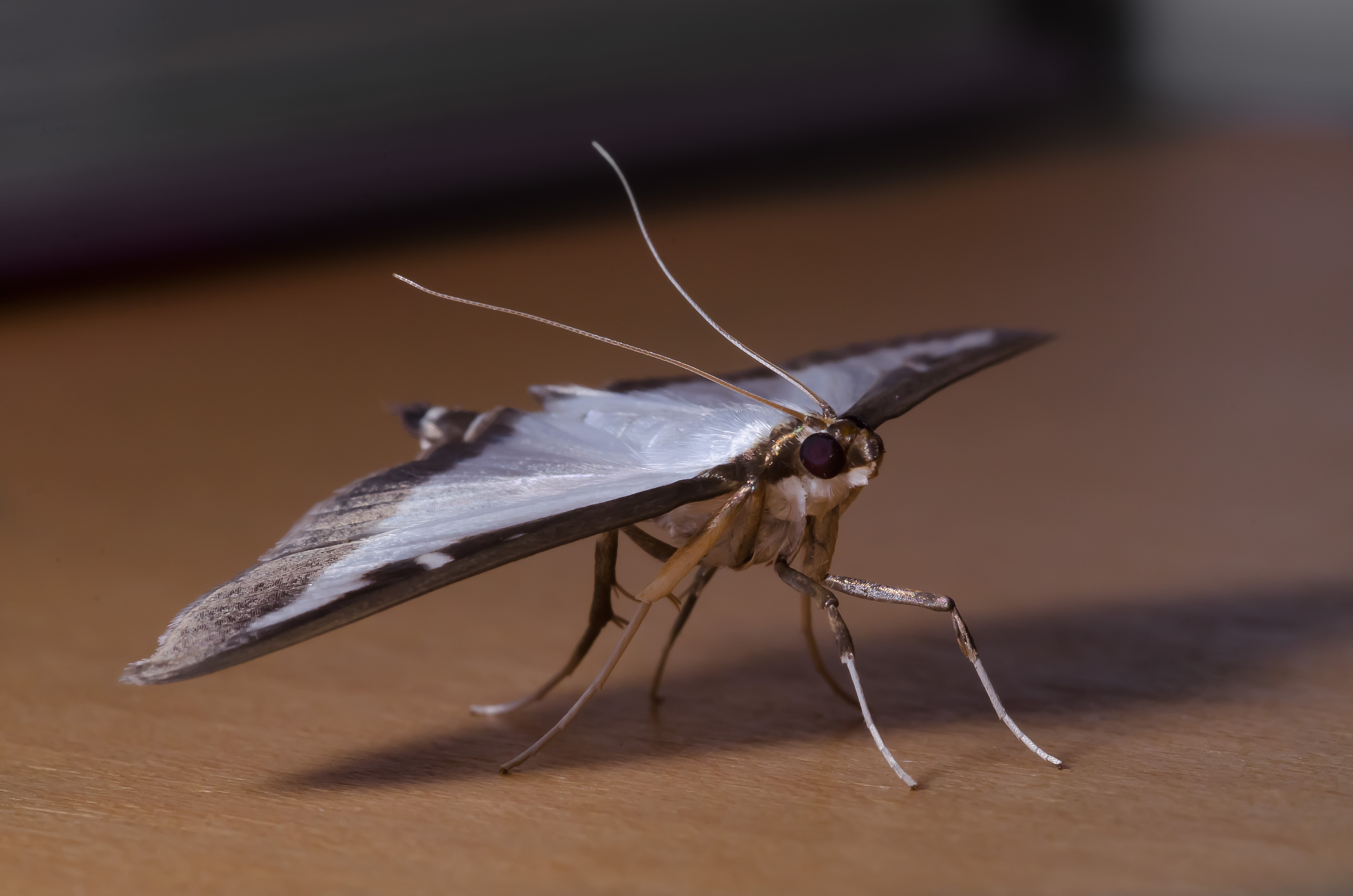 Cydalima perspectalis-pjt1